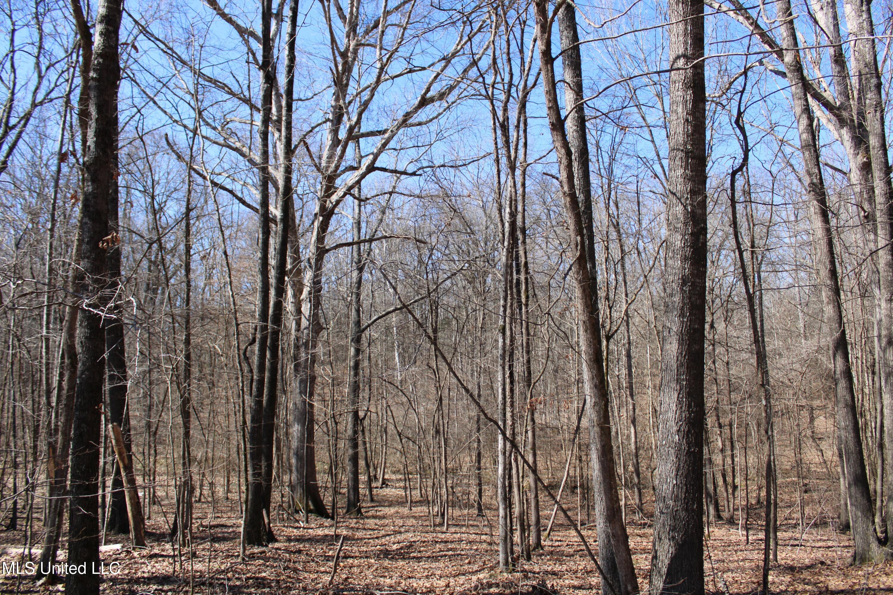 Highwoods Drive, Byhalia, Mississippi image 28