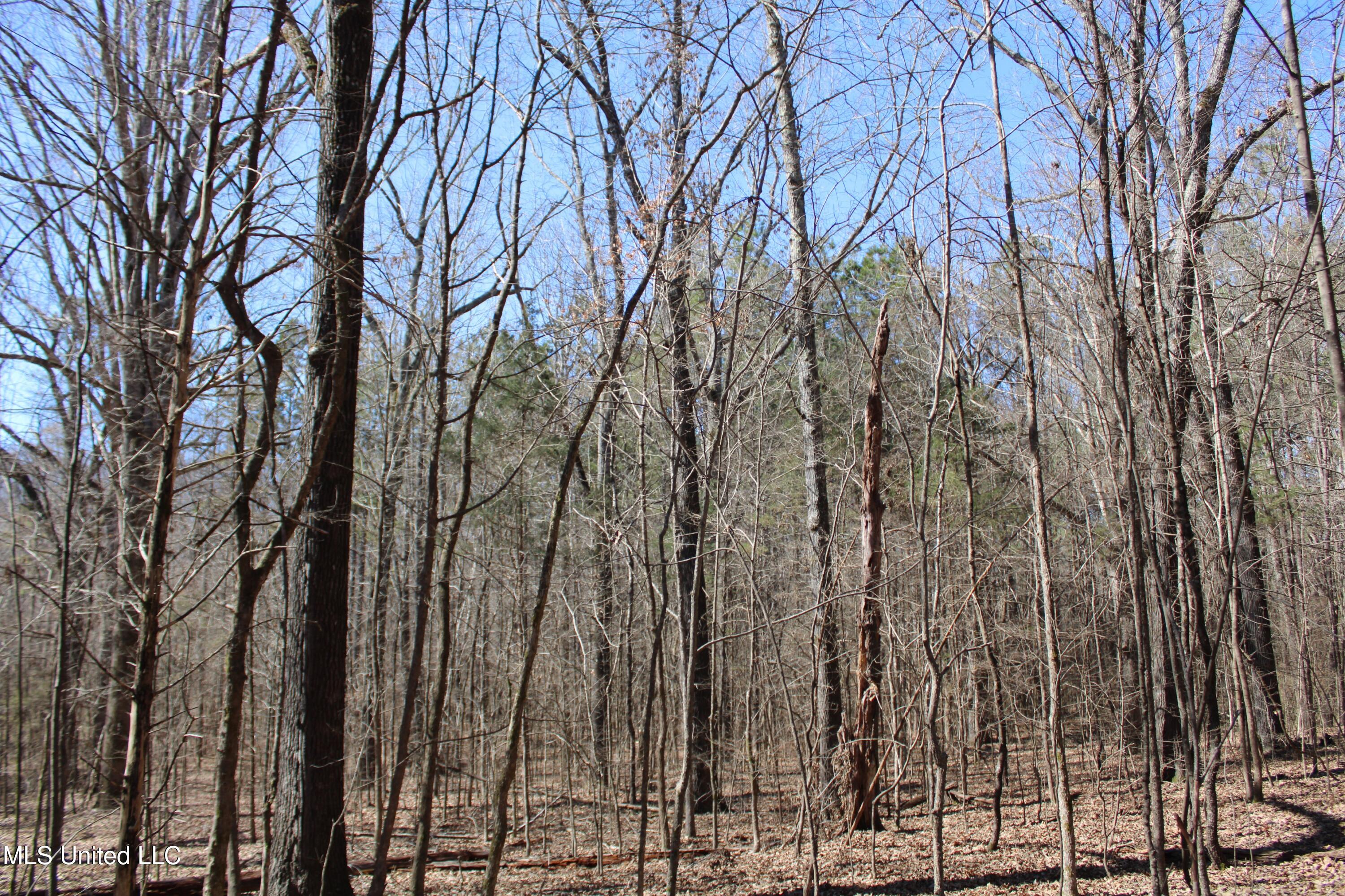 Highwoods Drive, Byhalia, Mississippi image 34