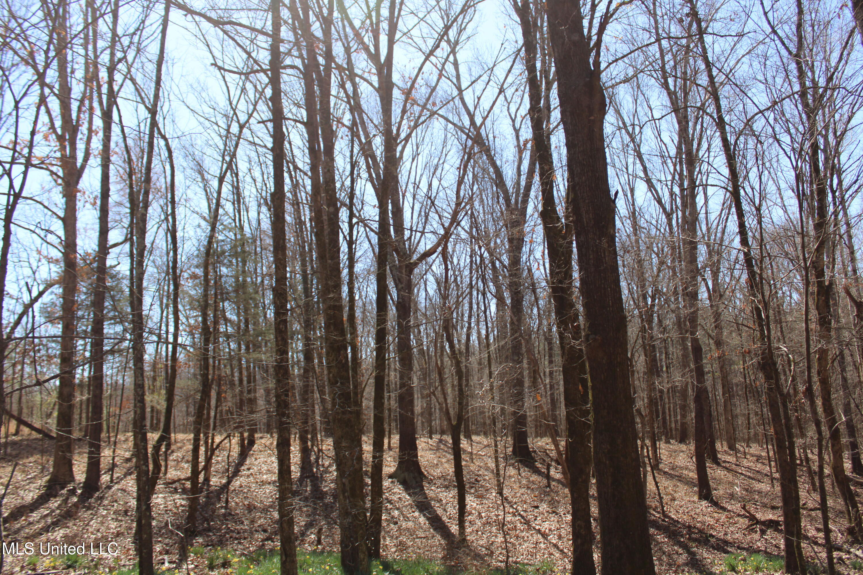 Highwoods Drive, Byhalia, Mississippi image 25