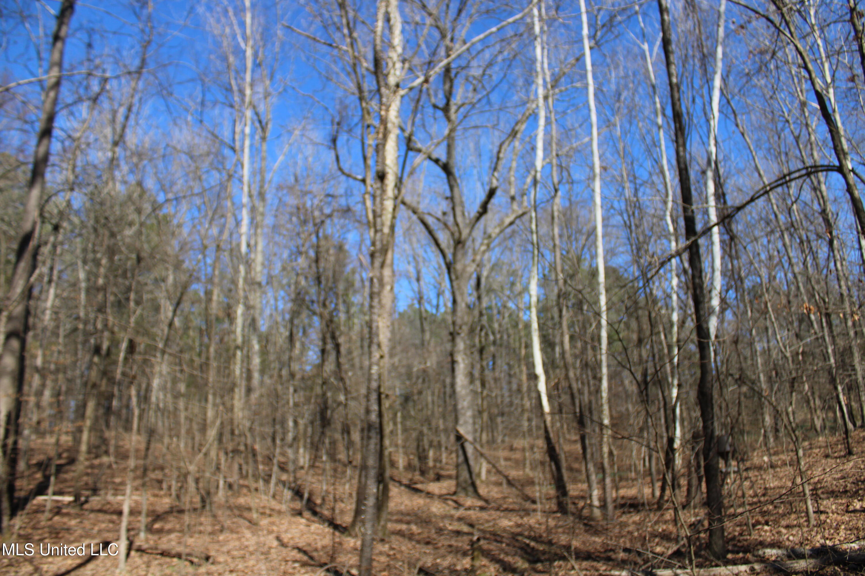 Highwoods Drive, Byhalia, Mississippi image 21