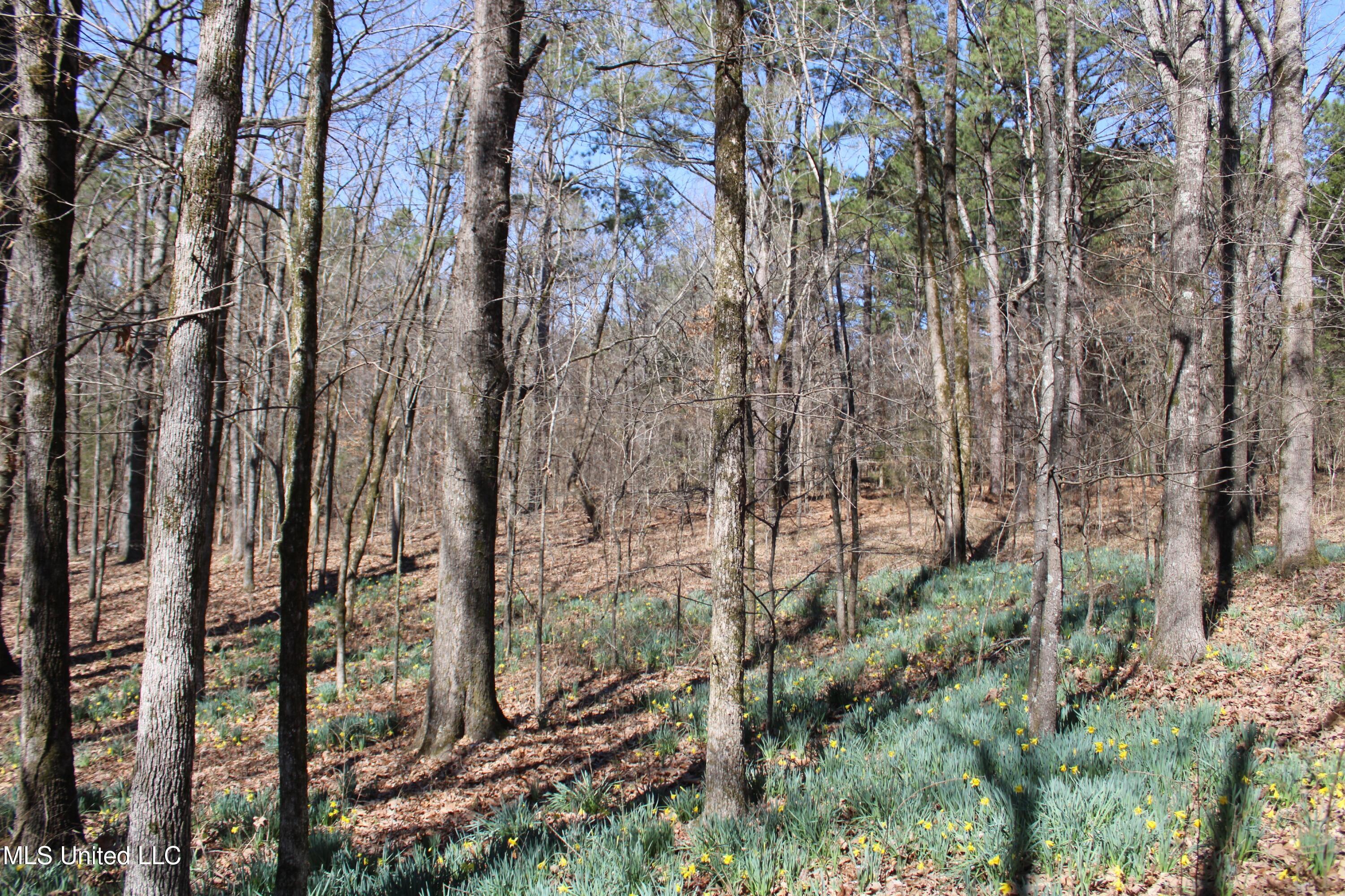 Highwoods Drive, Byhalia, Mississippi image 32