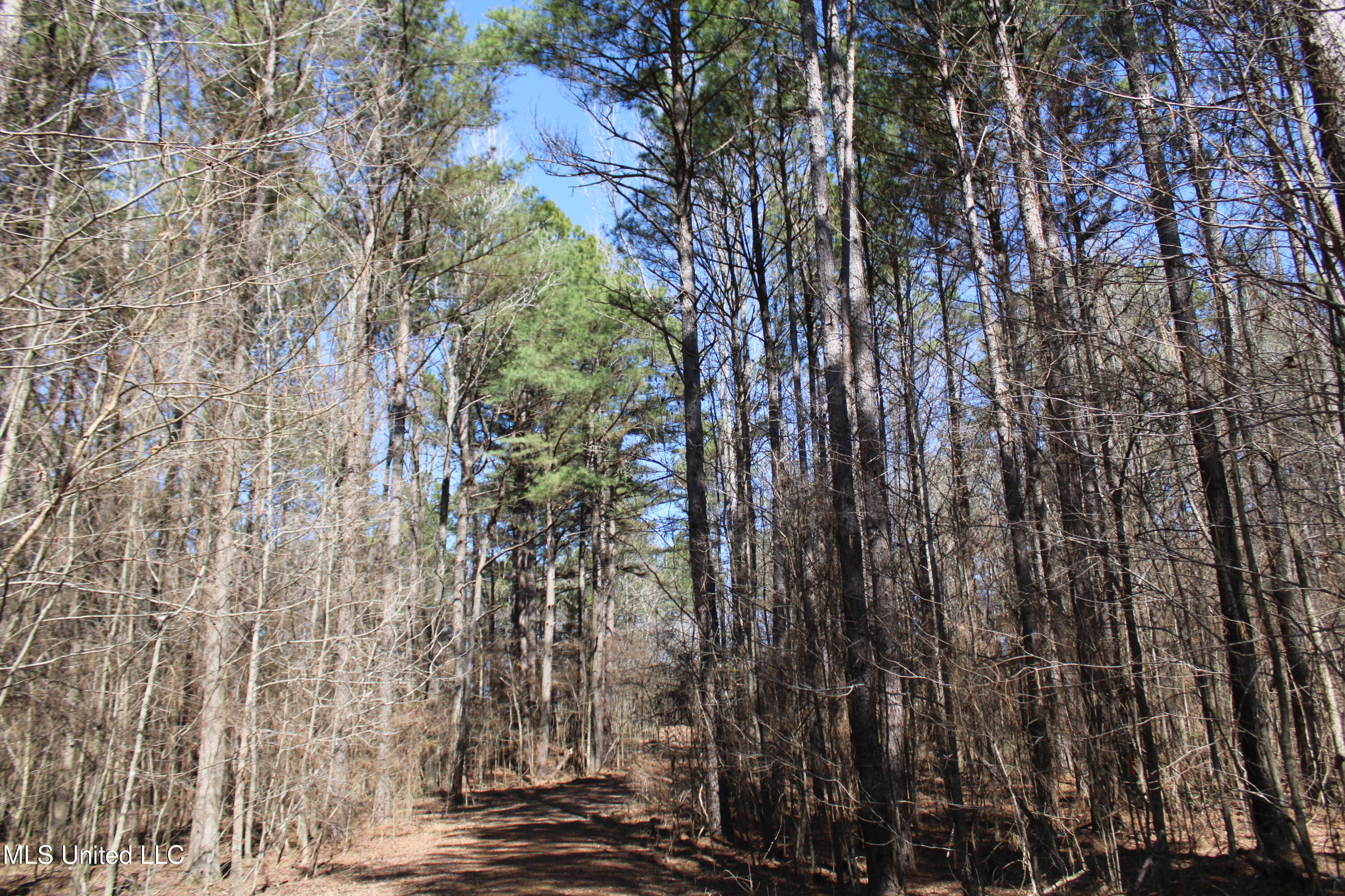 Highwoods Drive, Byhalia, Mississippi image 26