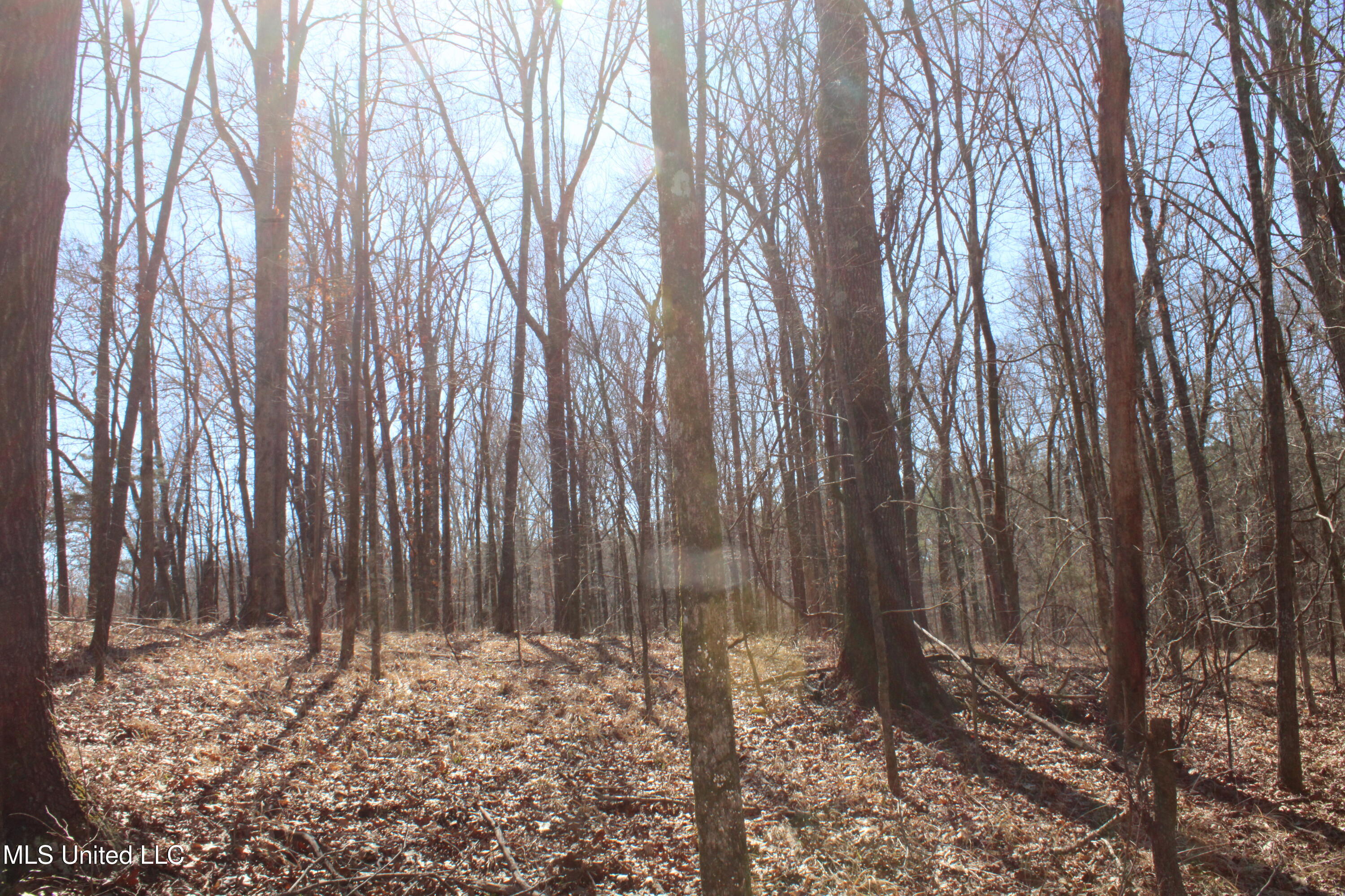 Highwoods Drive, Byhalia, Mississippi image 24