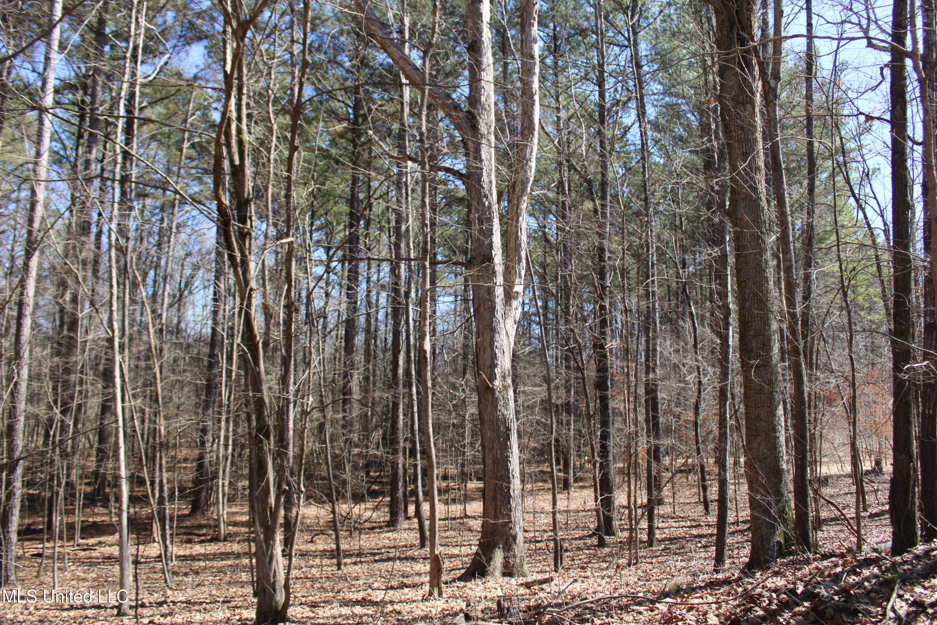 Highwoods Drive, Byhalia, Mississippi image 14
