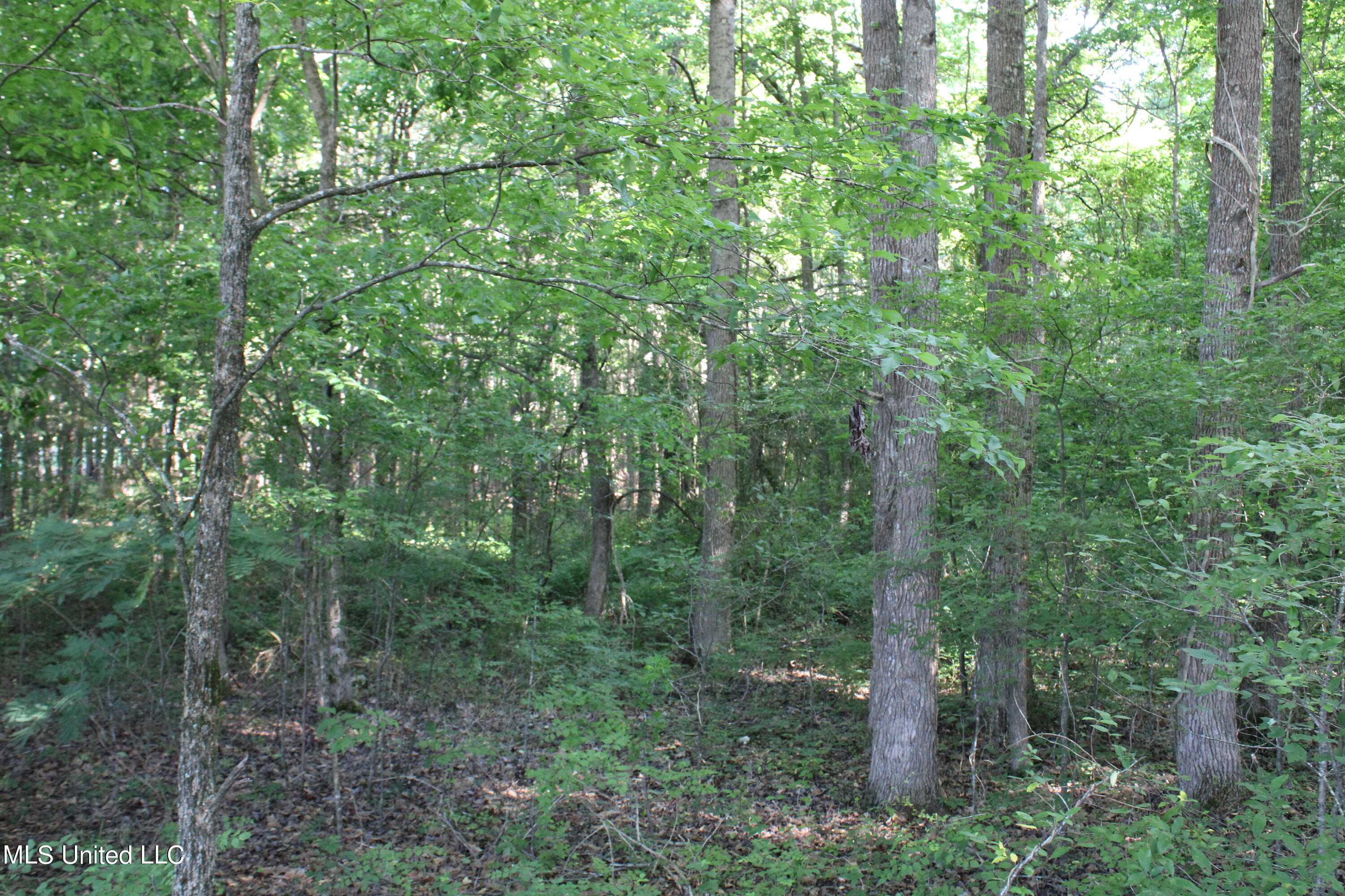 199 Betts Road, Potts Camp, Mississippi image 8