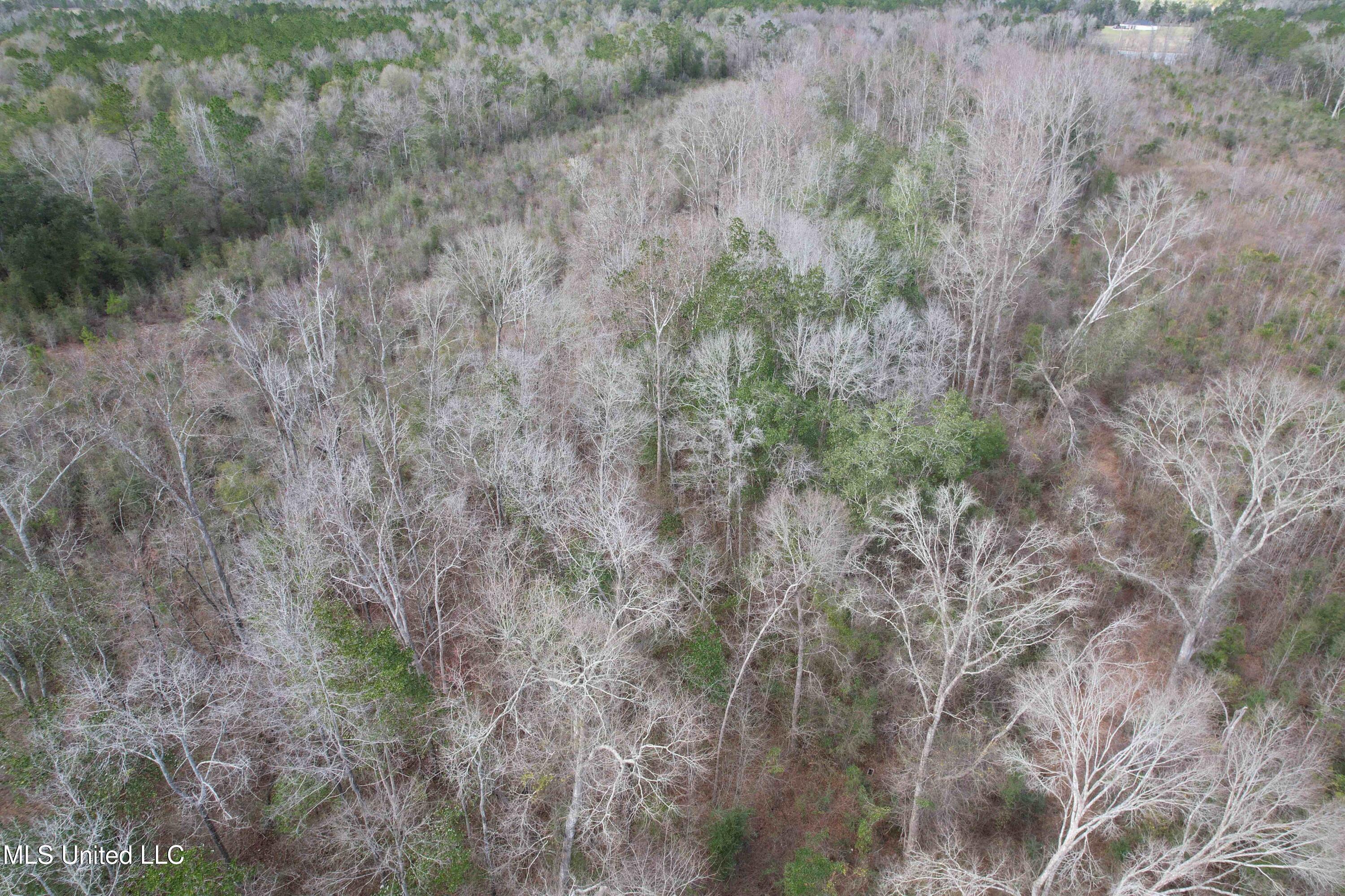Roy Street Rd, Lucedale, Mississippi image 11