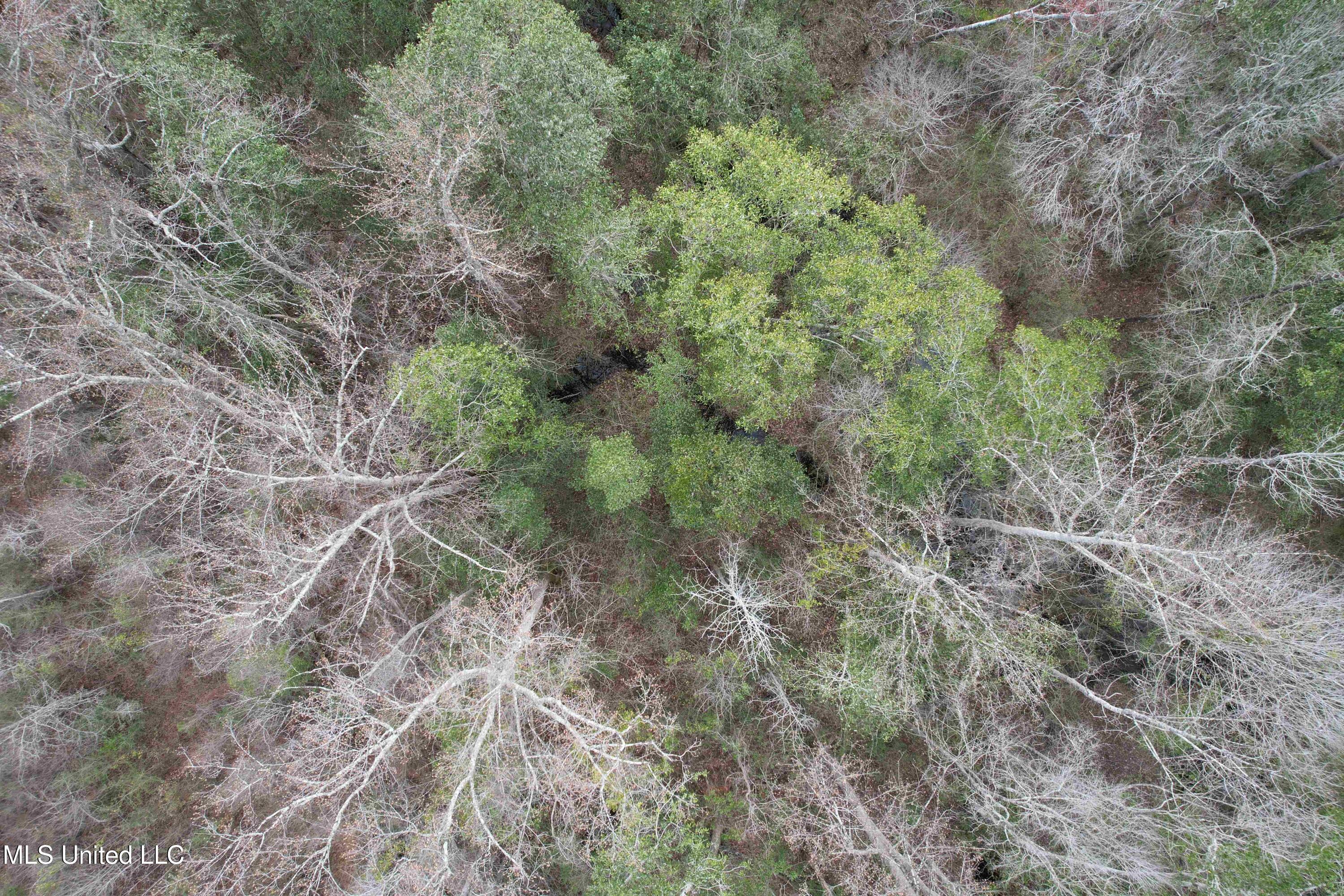 Roy Street Rd, Lucedale, Mississippi image 18