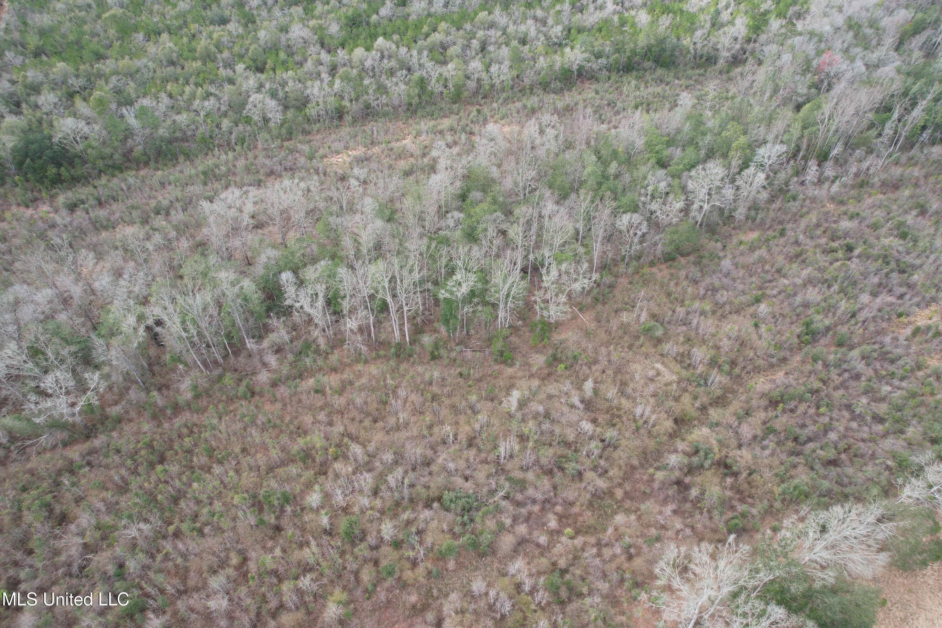 Roy Street Rd, Lucedale, Mississippi image 8