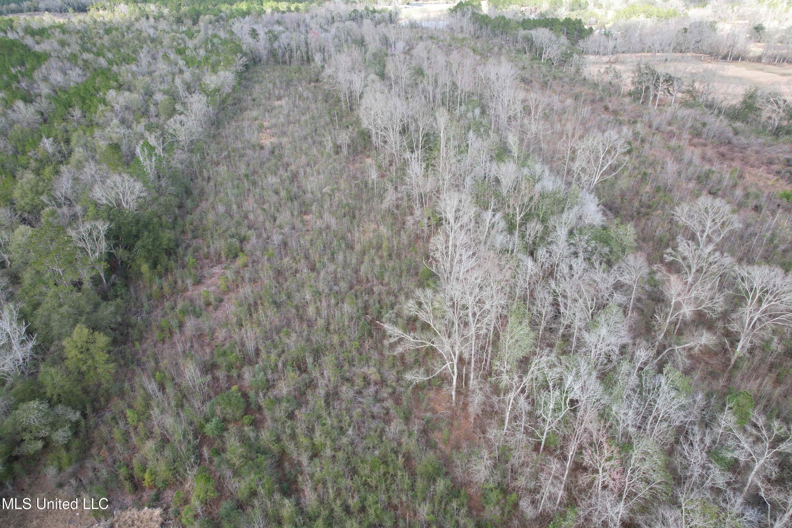 Roy Street Rd, Lucedale, Mississippi image 9