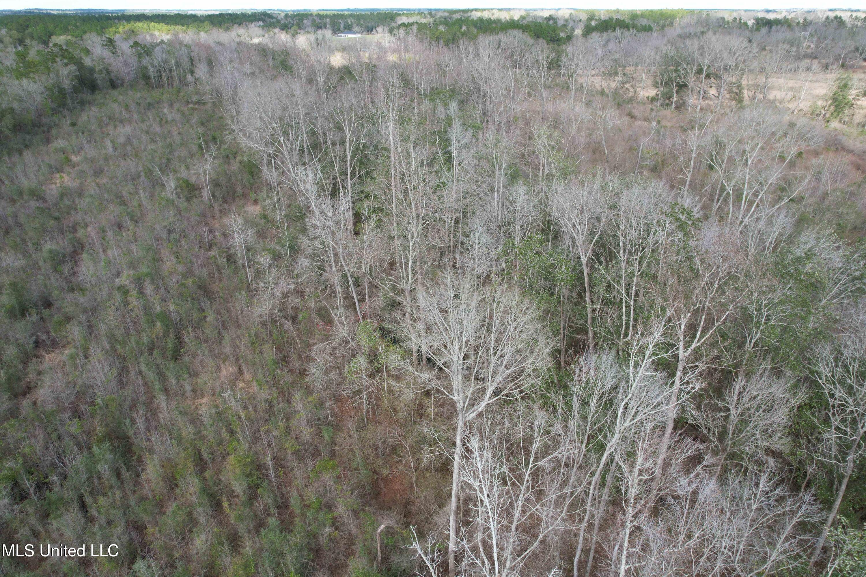 Roy Street Rd, Lucedale, Mississippi image 12