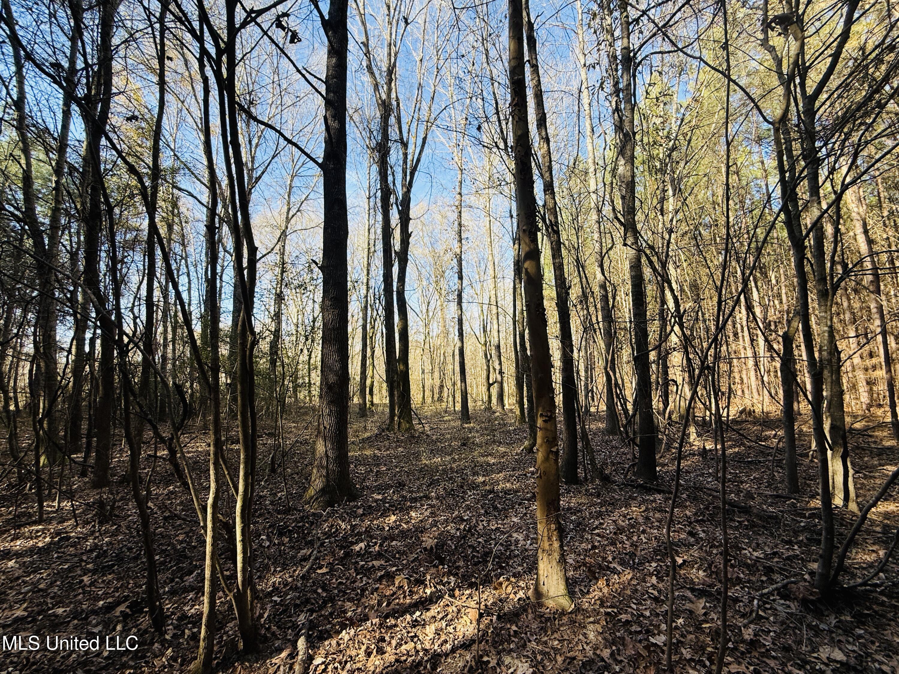 Off Dry Grove Road, Terry, Mississippi image 10