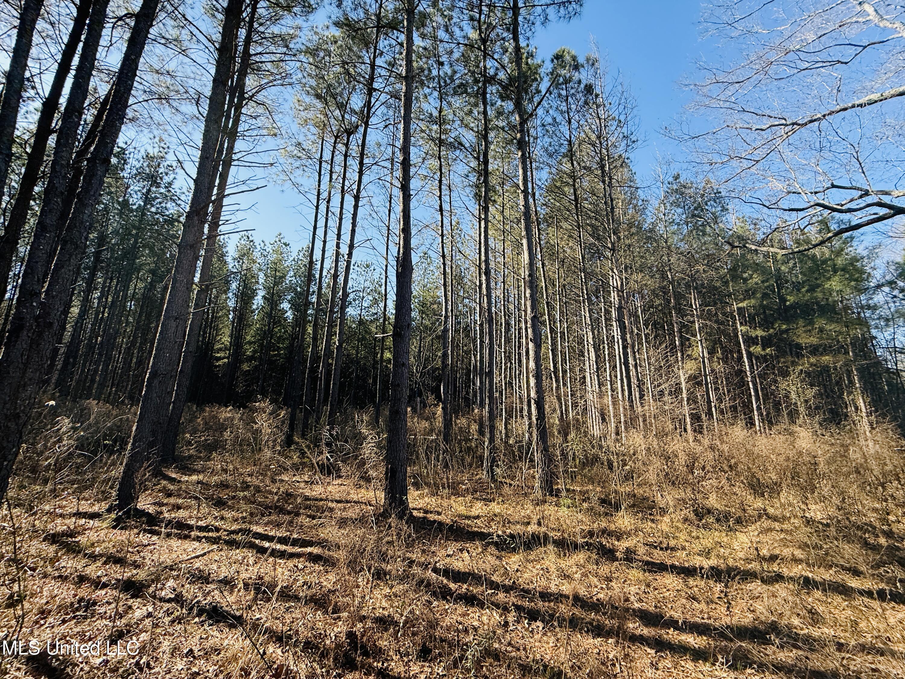 Off Dry Grove Road, Terry, Mississippi image 8