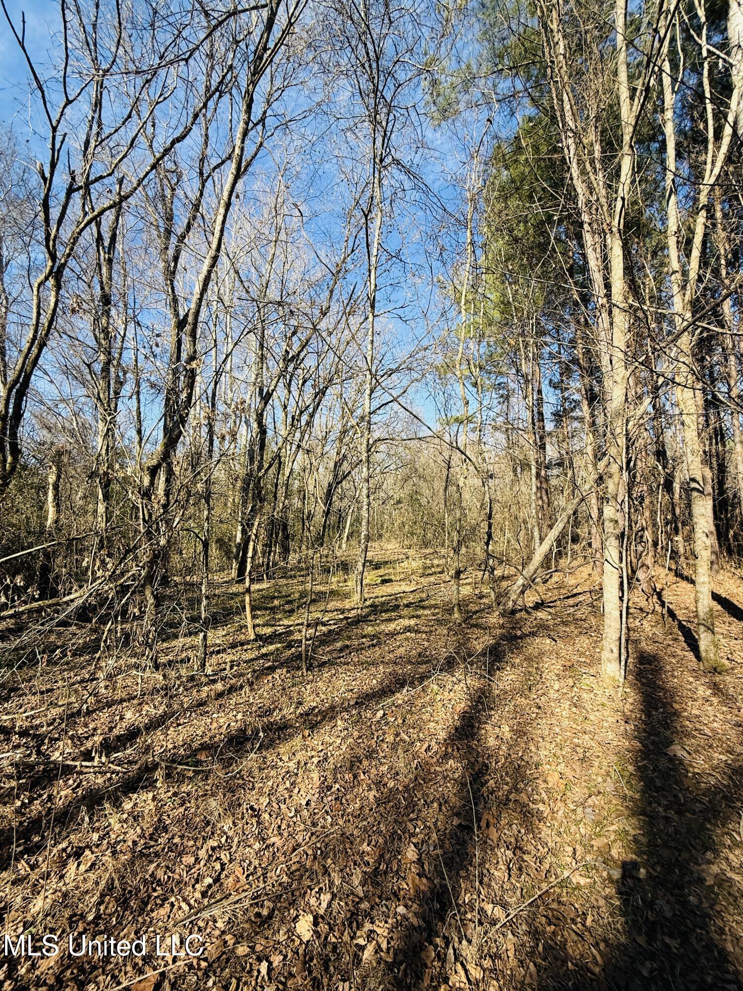 Off Dry Grove Road, Terry, Mississippi image 1