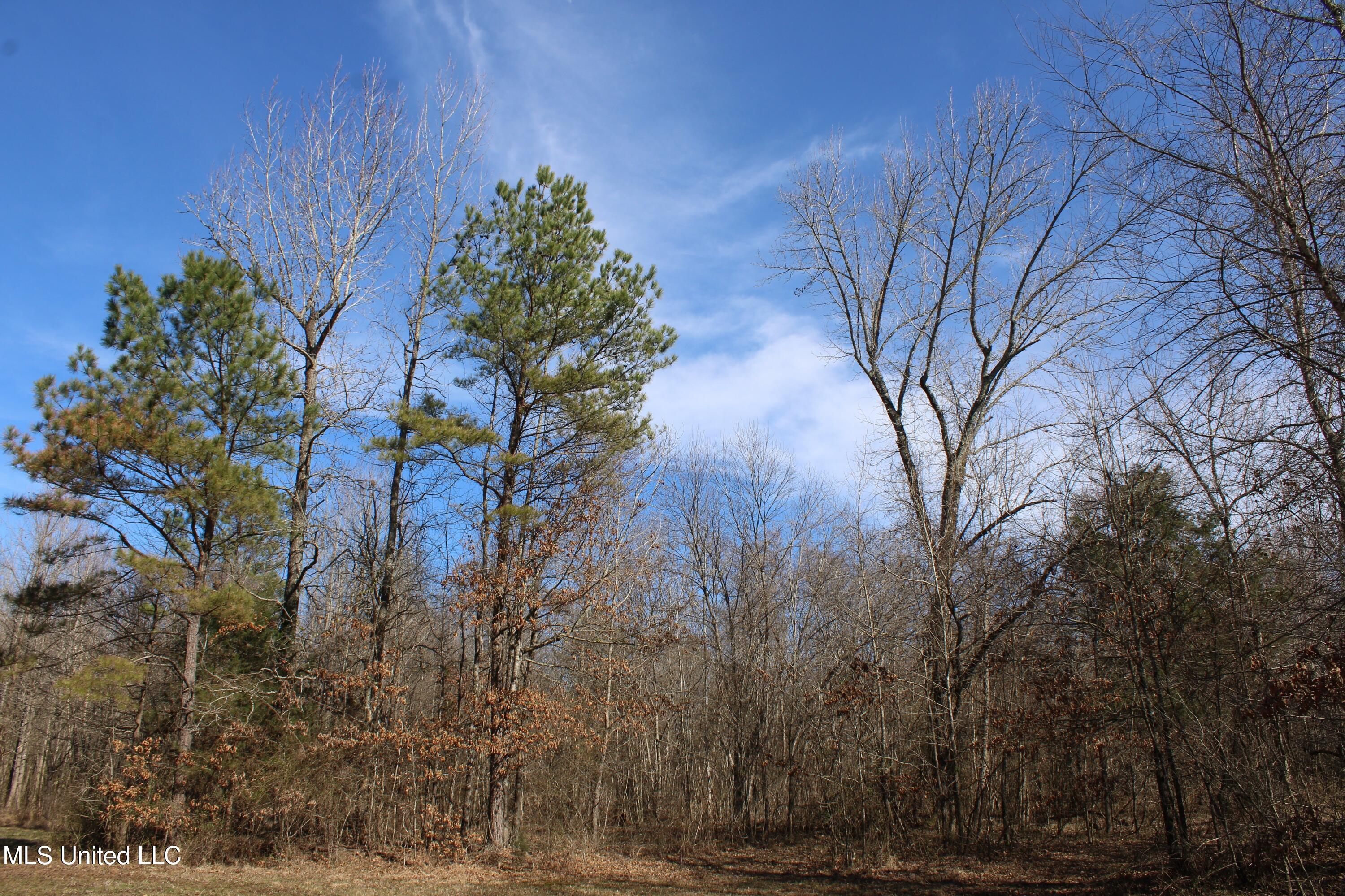 Freeman Drive, Coldwater, Mississippi image 41