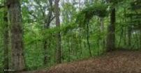 Oakdale Drive, New Albany, Mississippi image 1