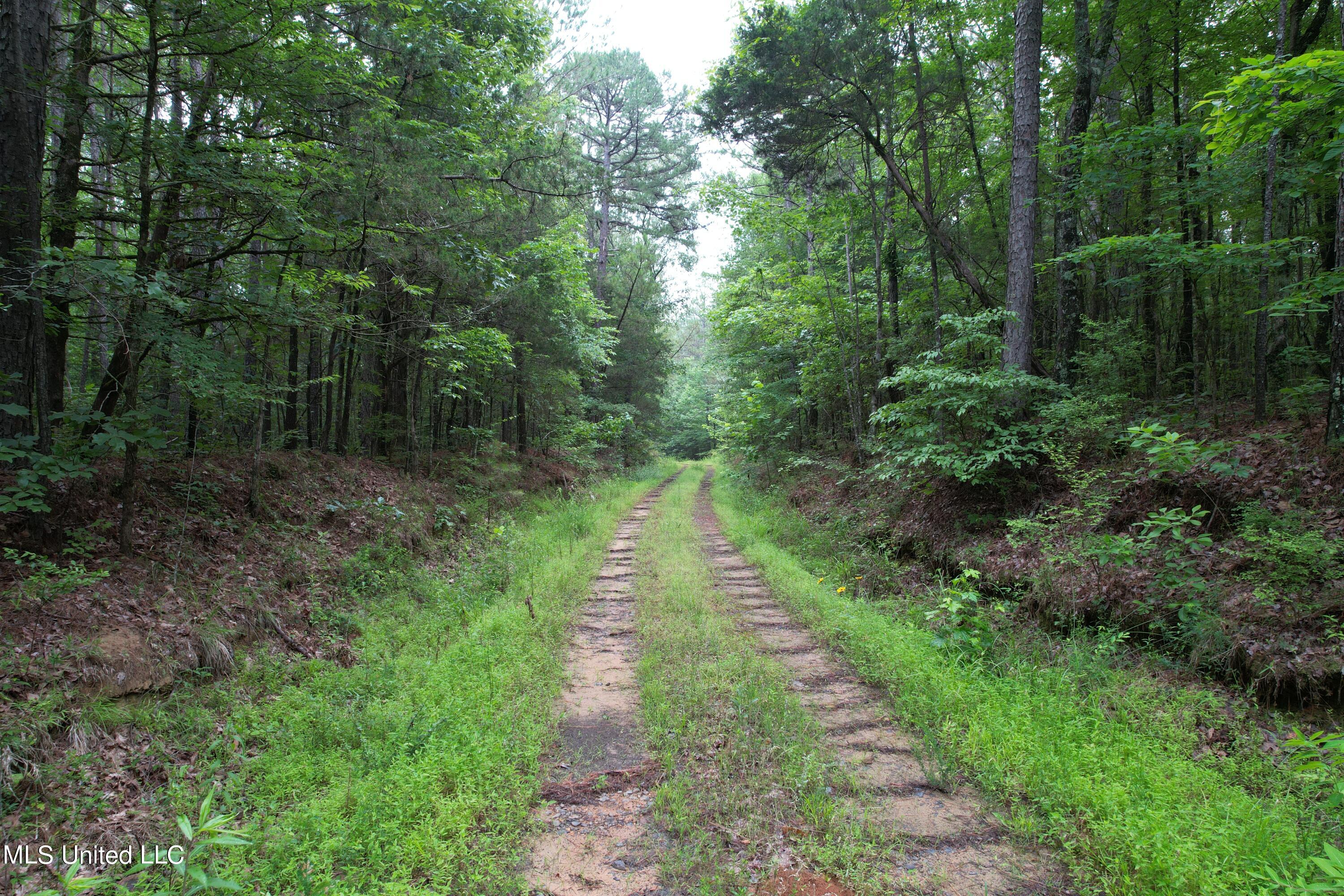 Tom Mans Road Road, Vaiden, Mississippi image 2