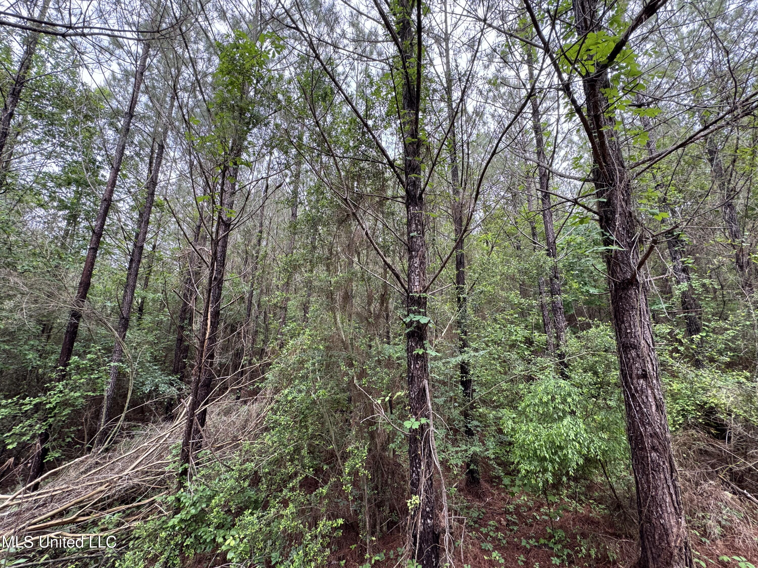2048 Ashley Road, Hazlehurst, Mississippi image 29
