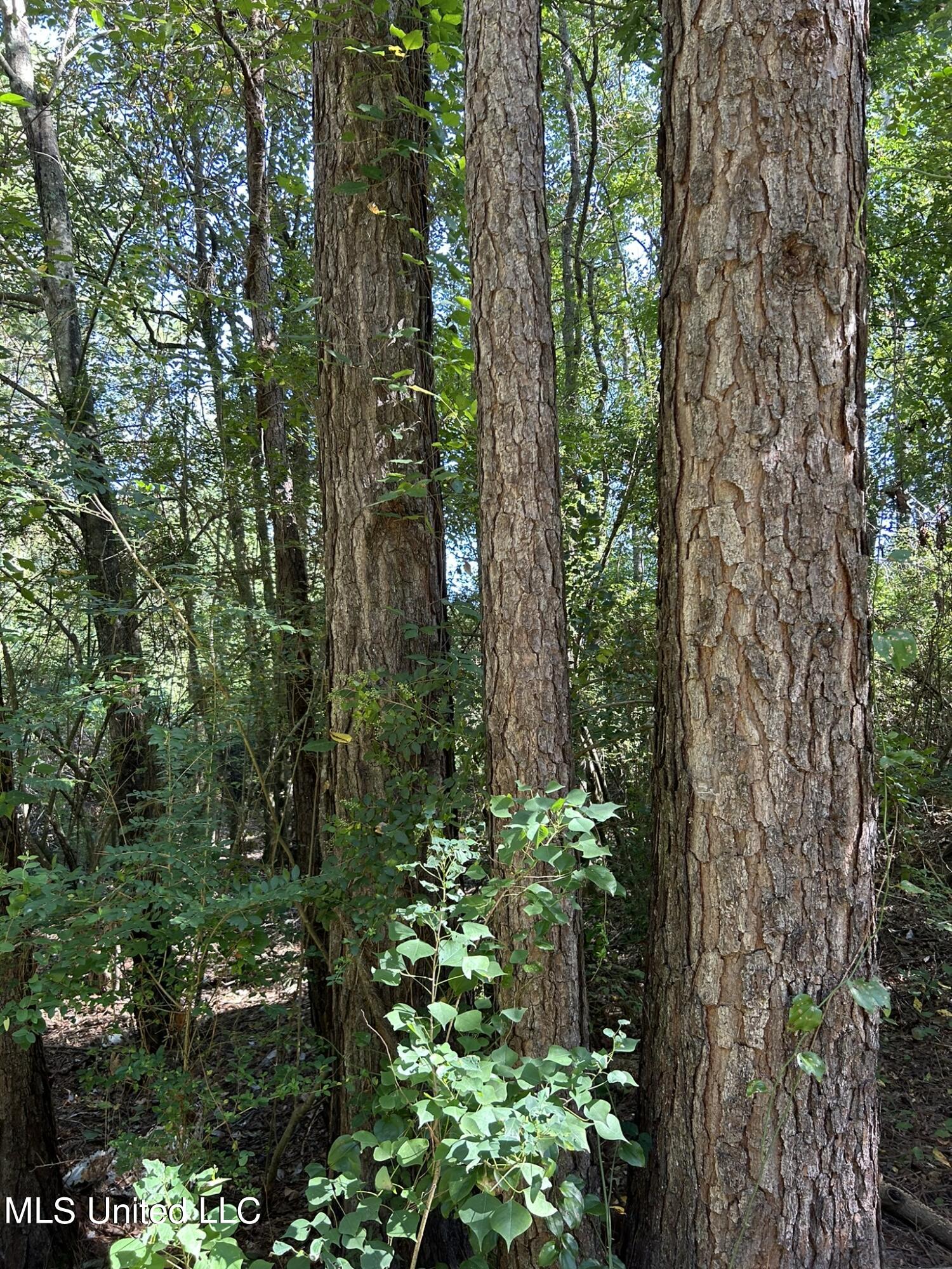 Mcgowan Road, Collins, Mississippi image 3