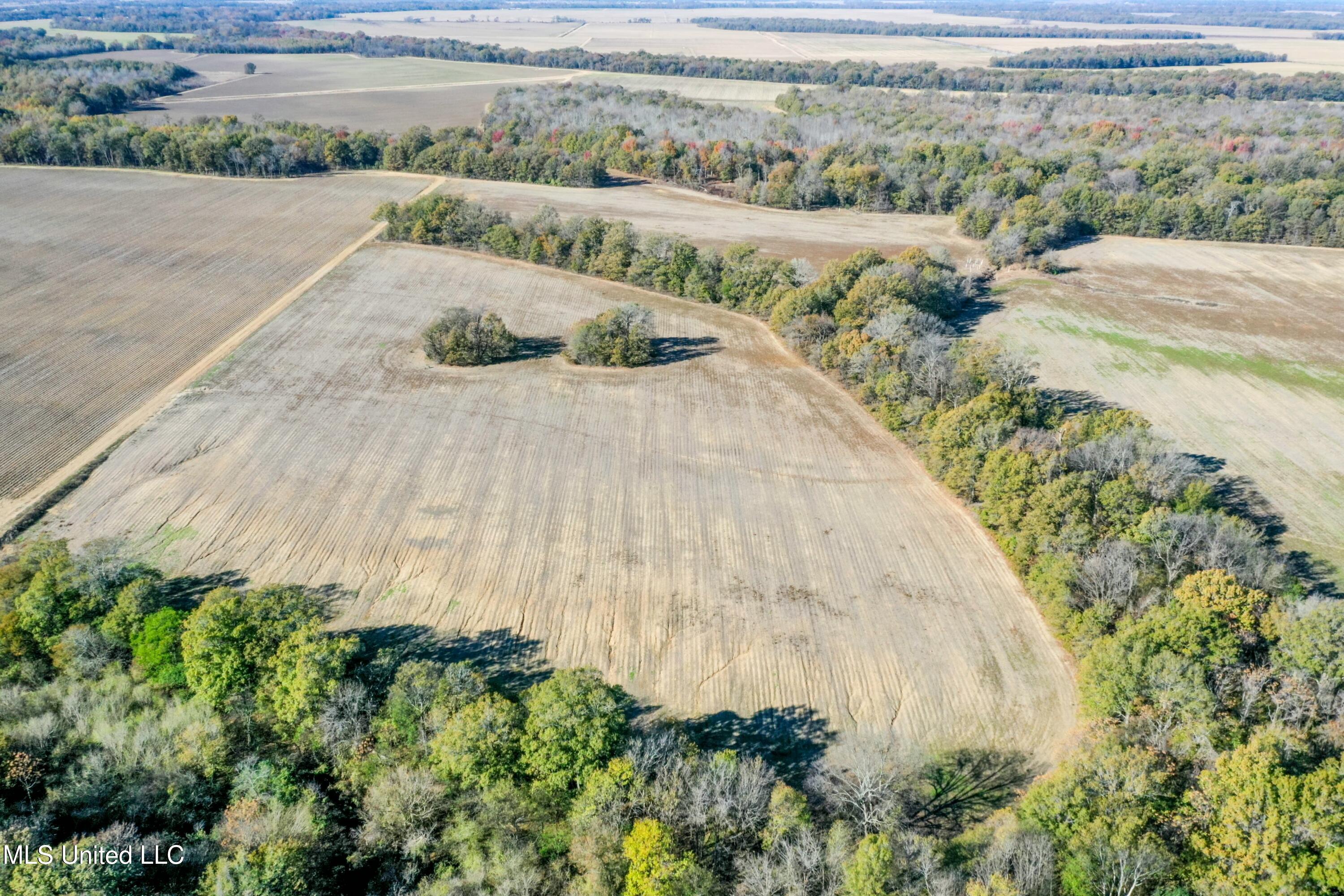 Long Road, Ruleville, Mississippi image 4