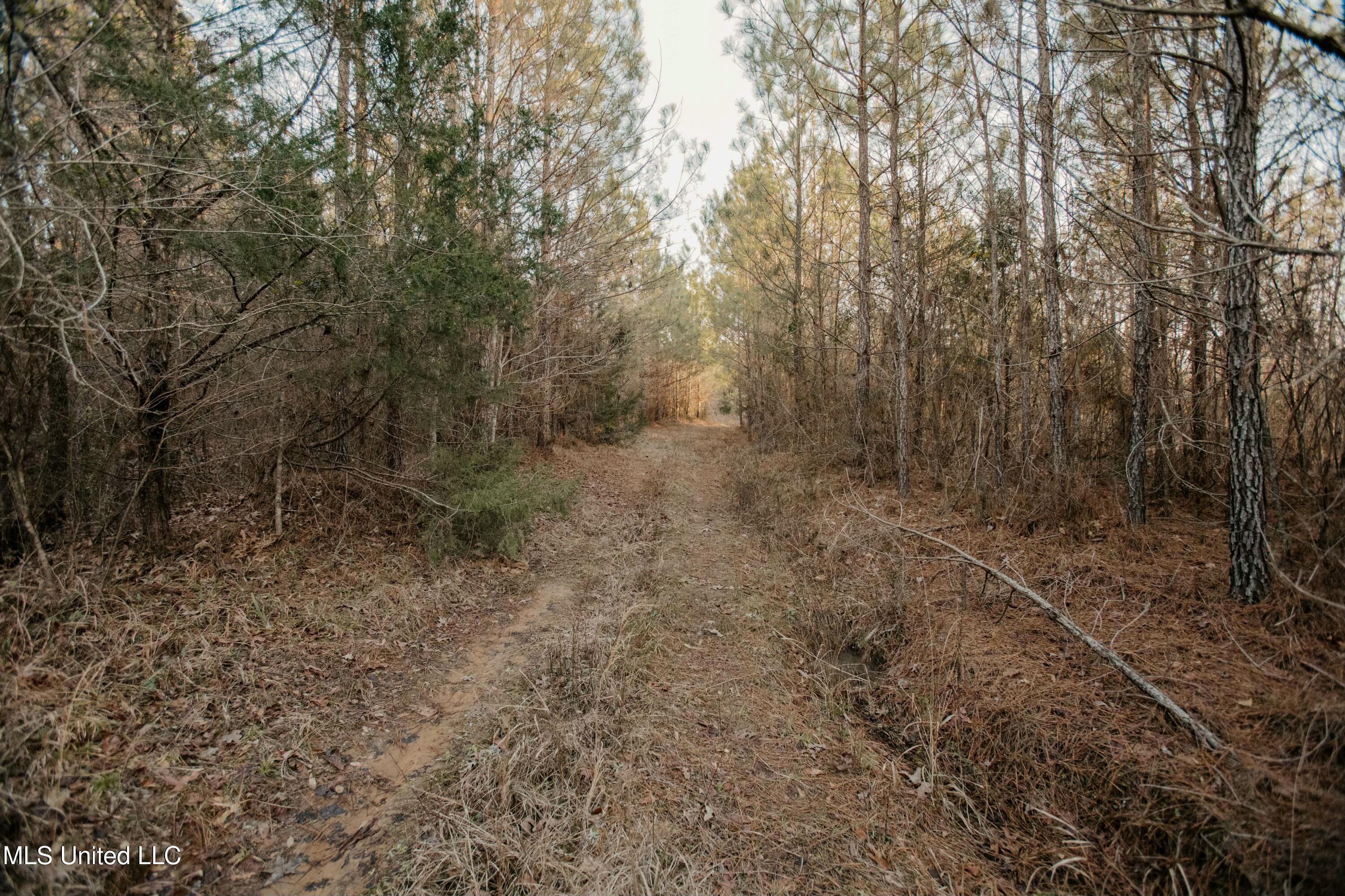 00 16 Highway, Canton, Mississippi image 8