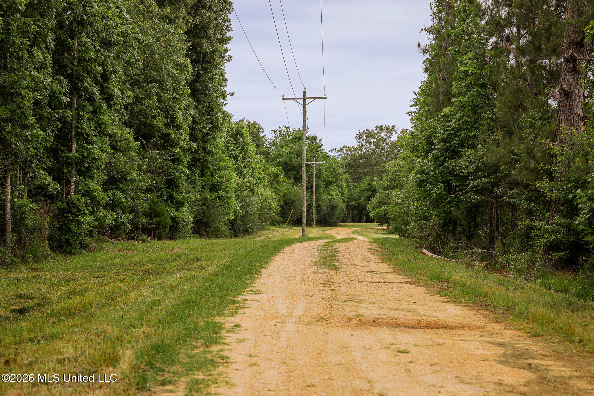 Lewis Lane