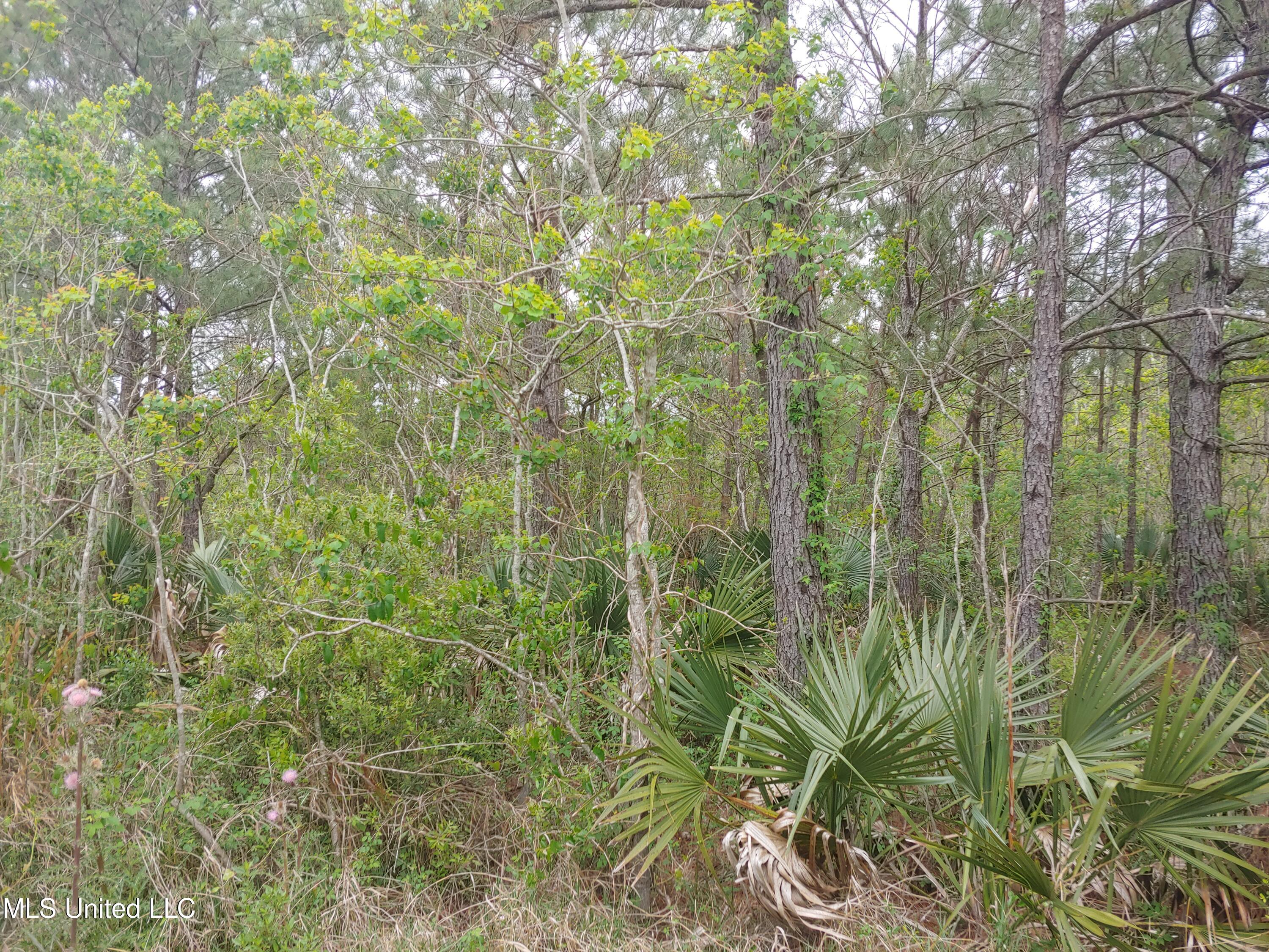 Rio Grande Street, Bay Saint Louis, Mississippi image 1