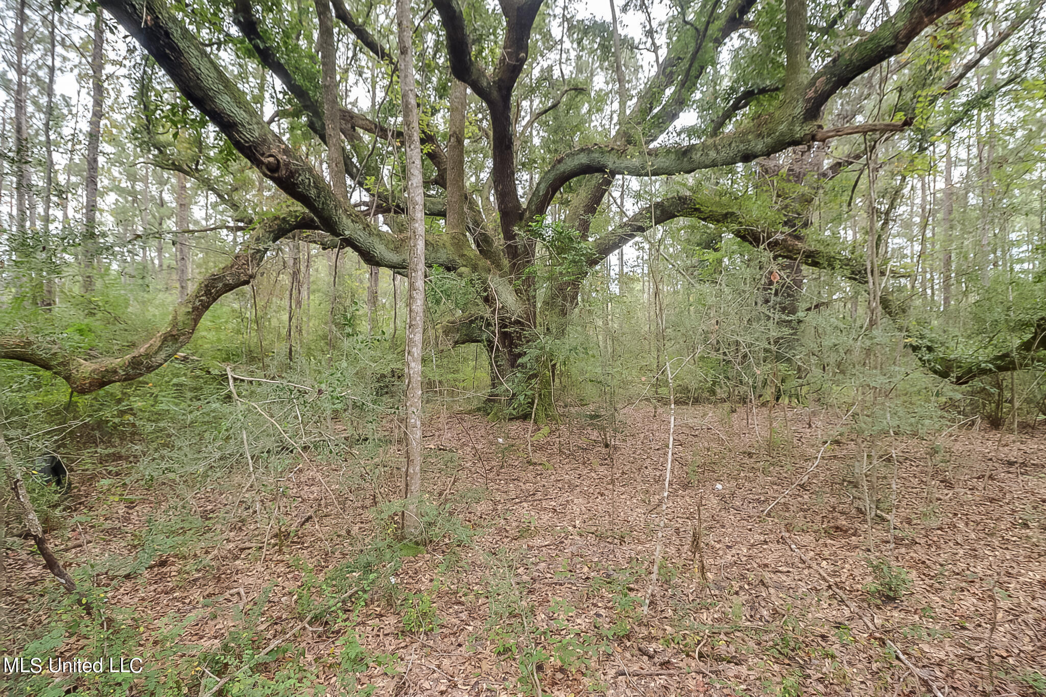 000 Broome School Road, Perkinston, Mississippi image 14