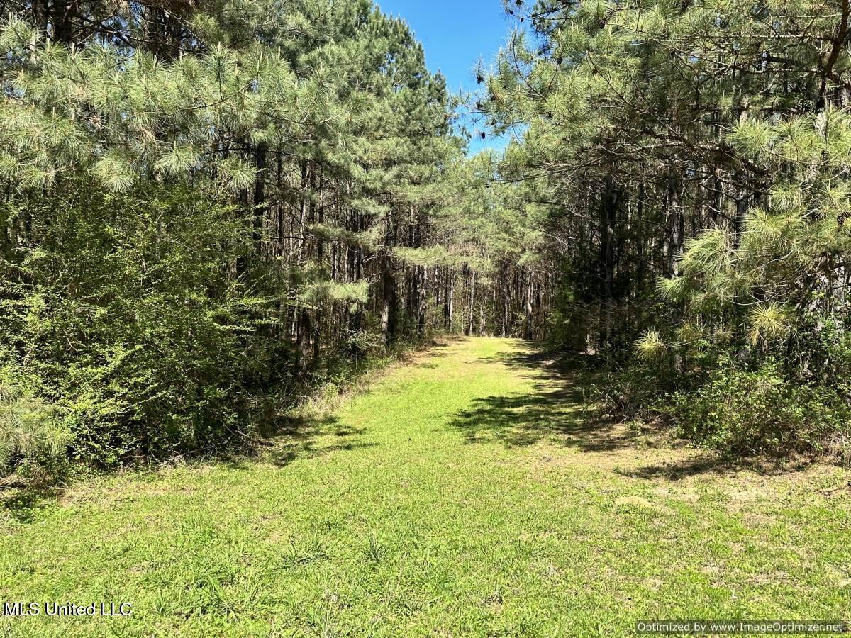 0000 Crossroads Road, Decatur, Mississippi image 7