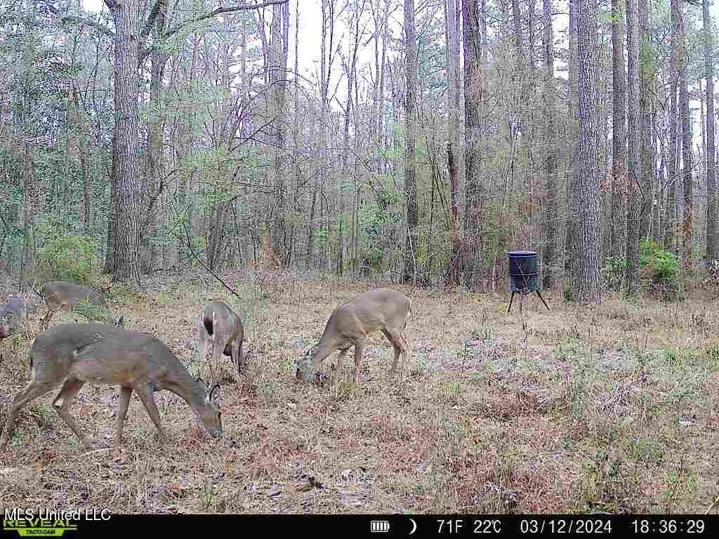 3 Cole Road, Crosby, Mississippi image 27