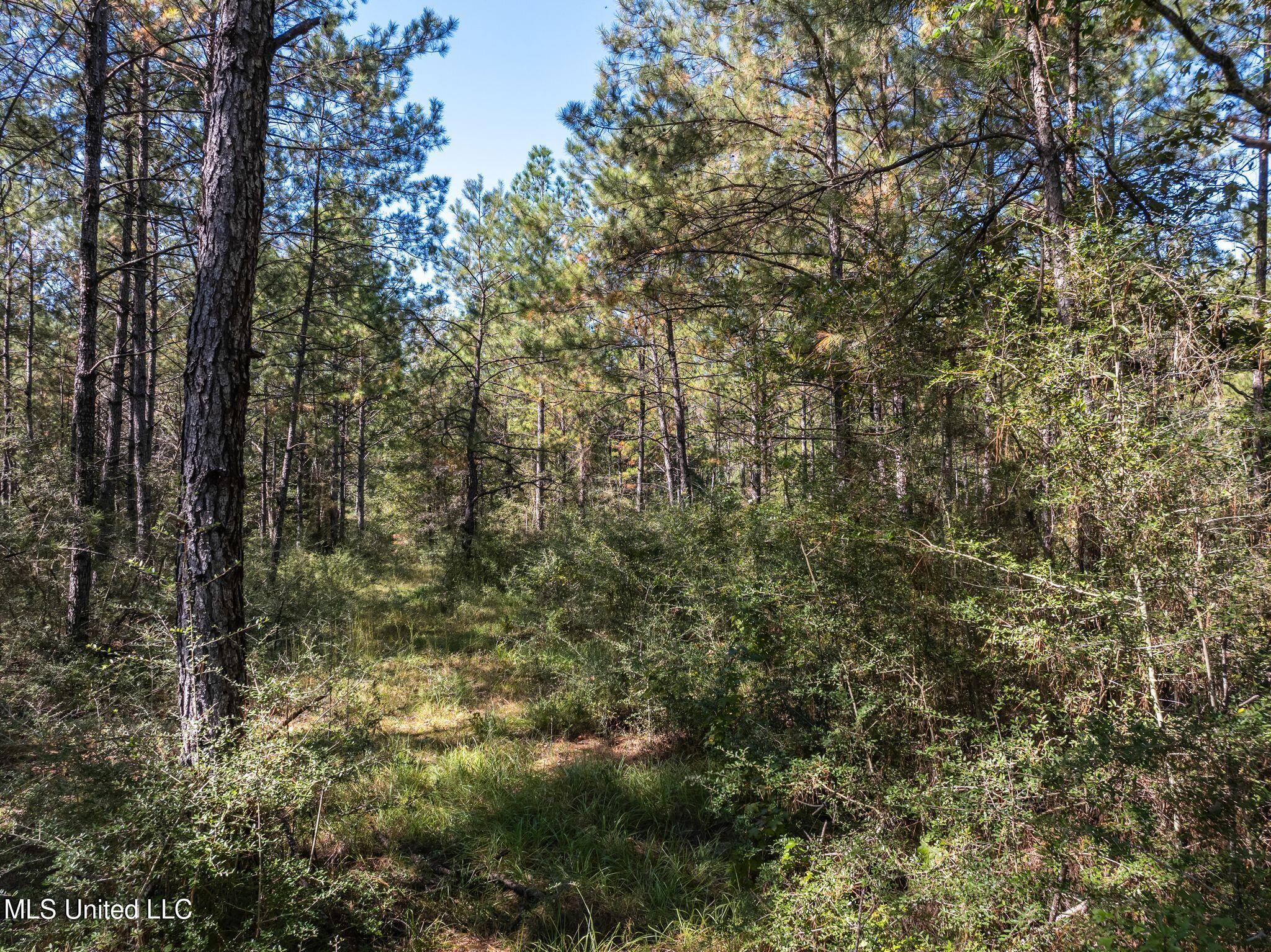 91 Acres Burge & Reyer, Poplarville, Mississippi image 7