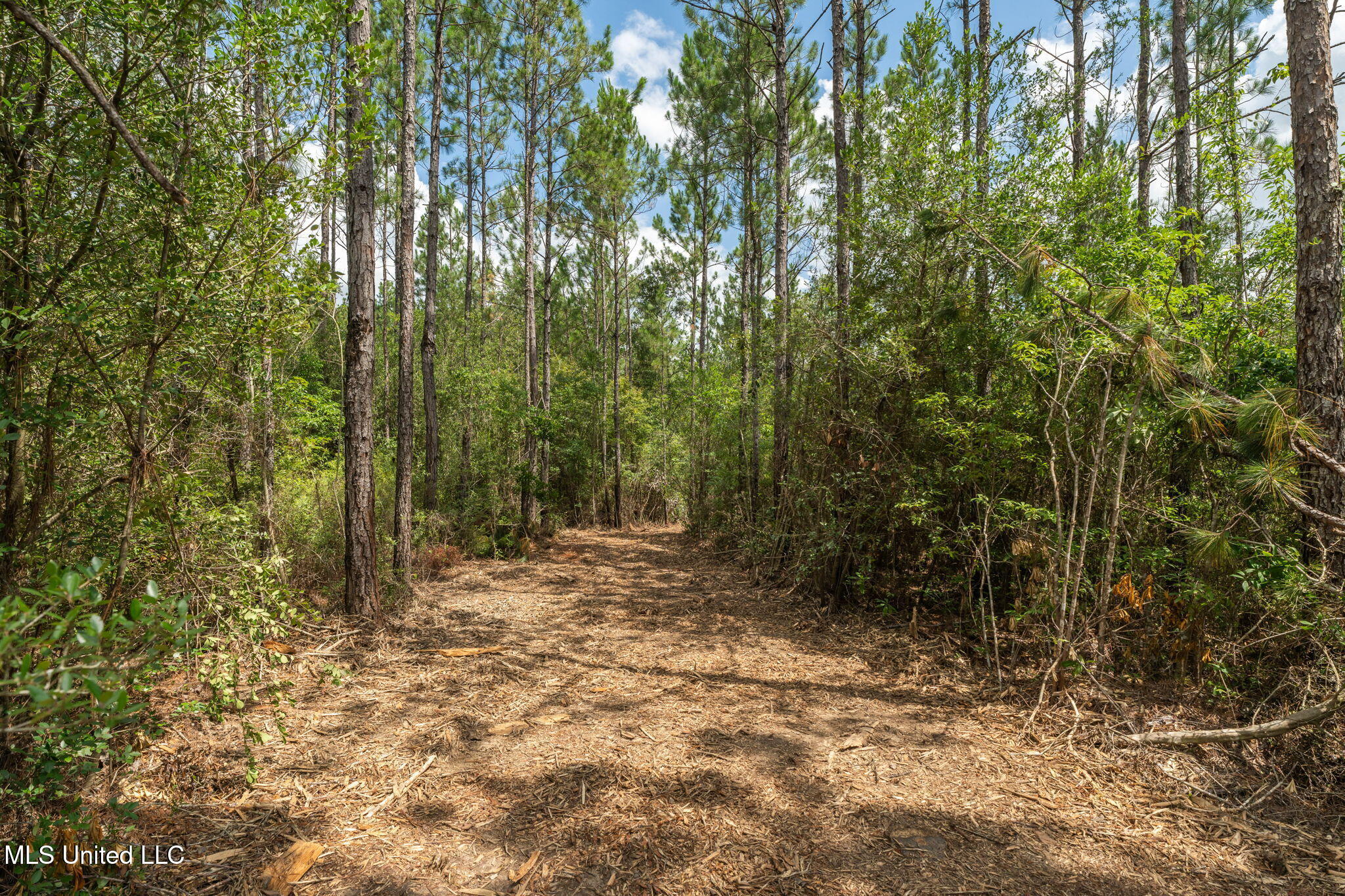 Herman Ladner Road, Saucier, Mississippi image 6