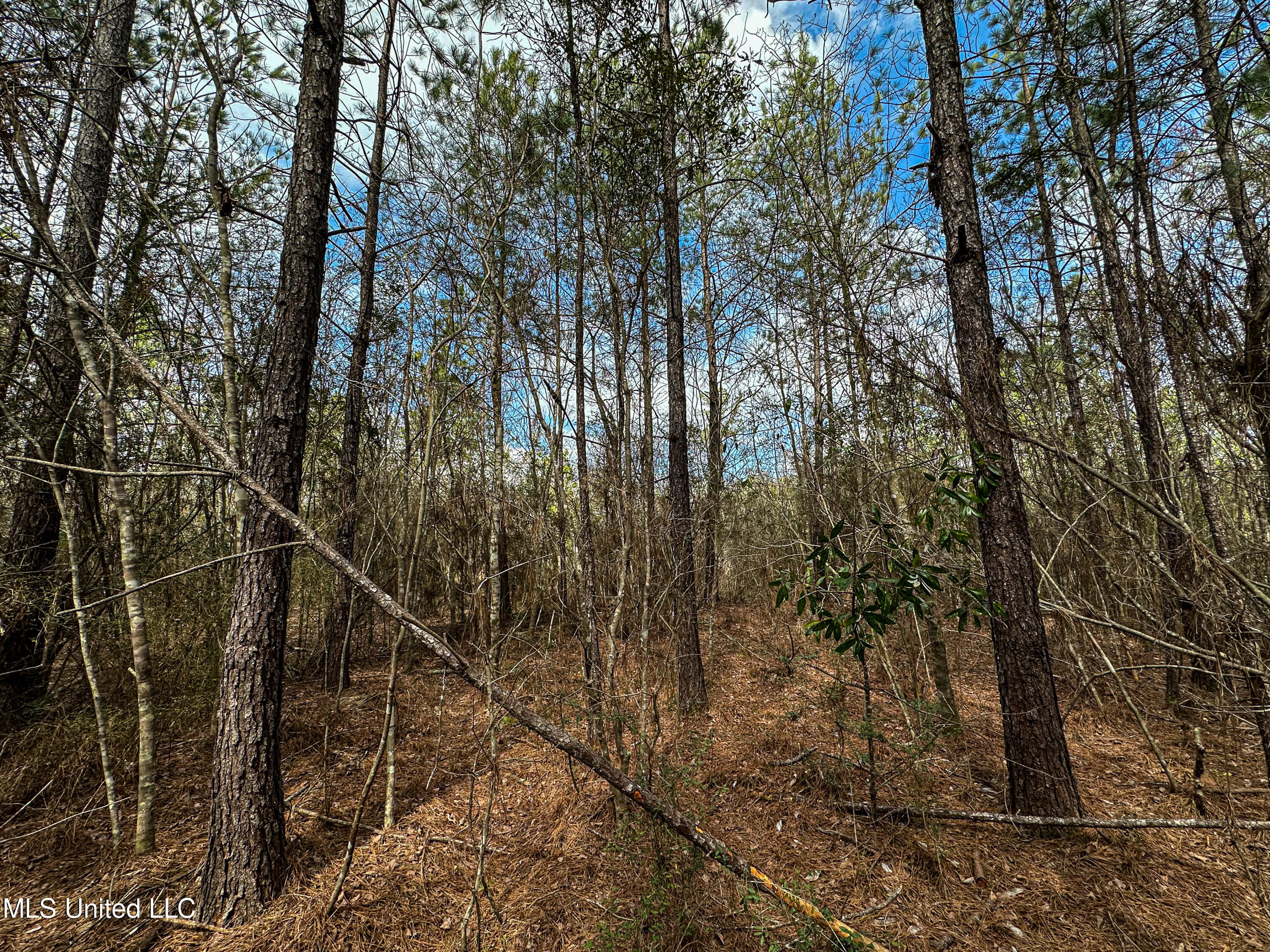 Lily Orchard Road, Moss Point, Mississippi image 16