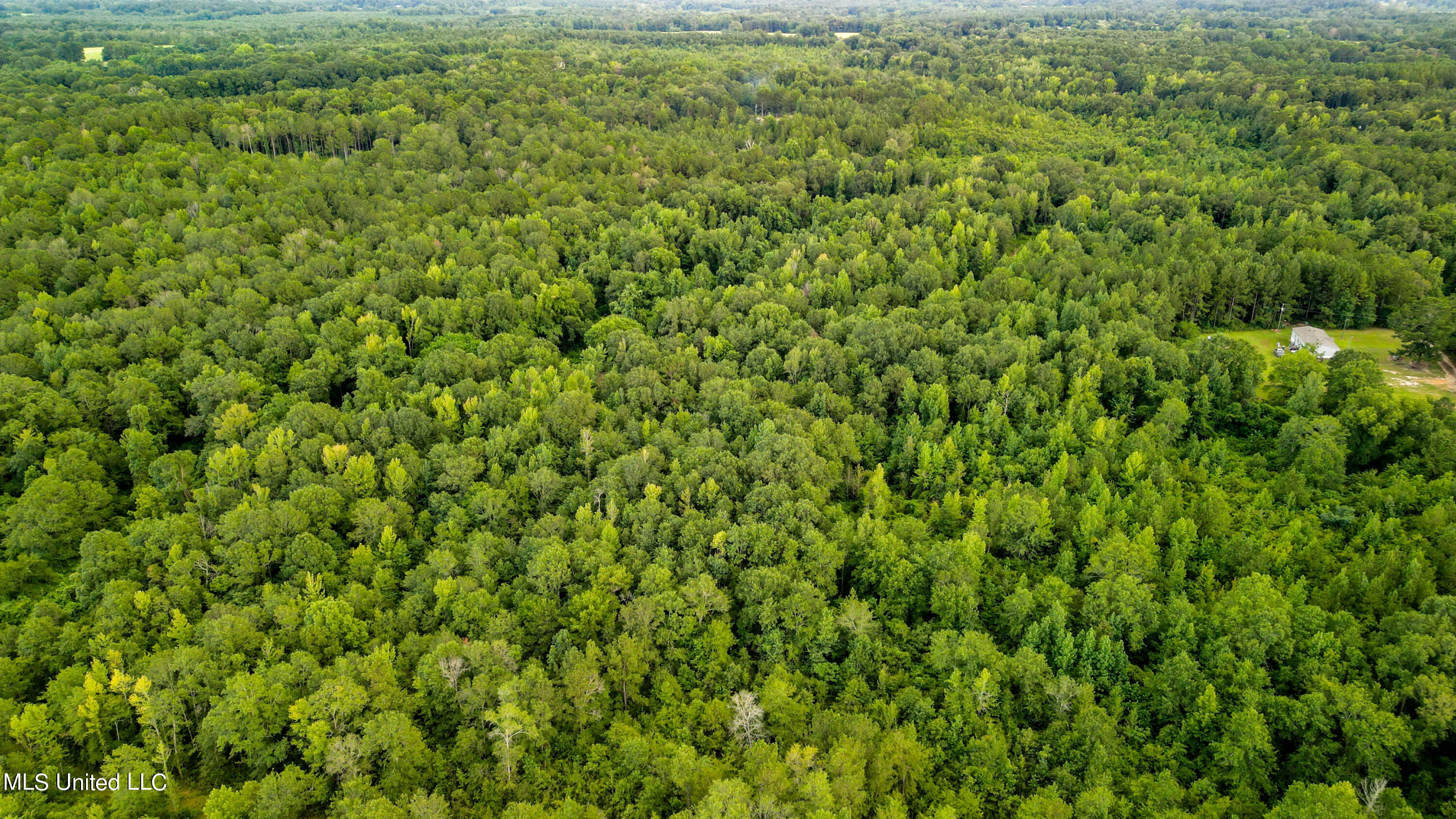 +/- 69 Acres Old Holmesville Road, Tylertown, Mississippi image 14