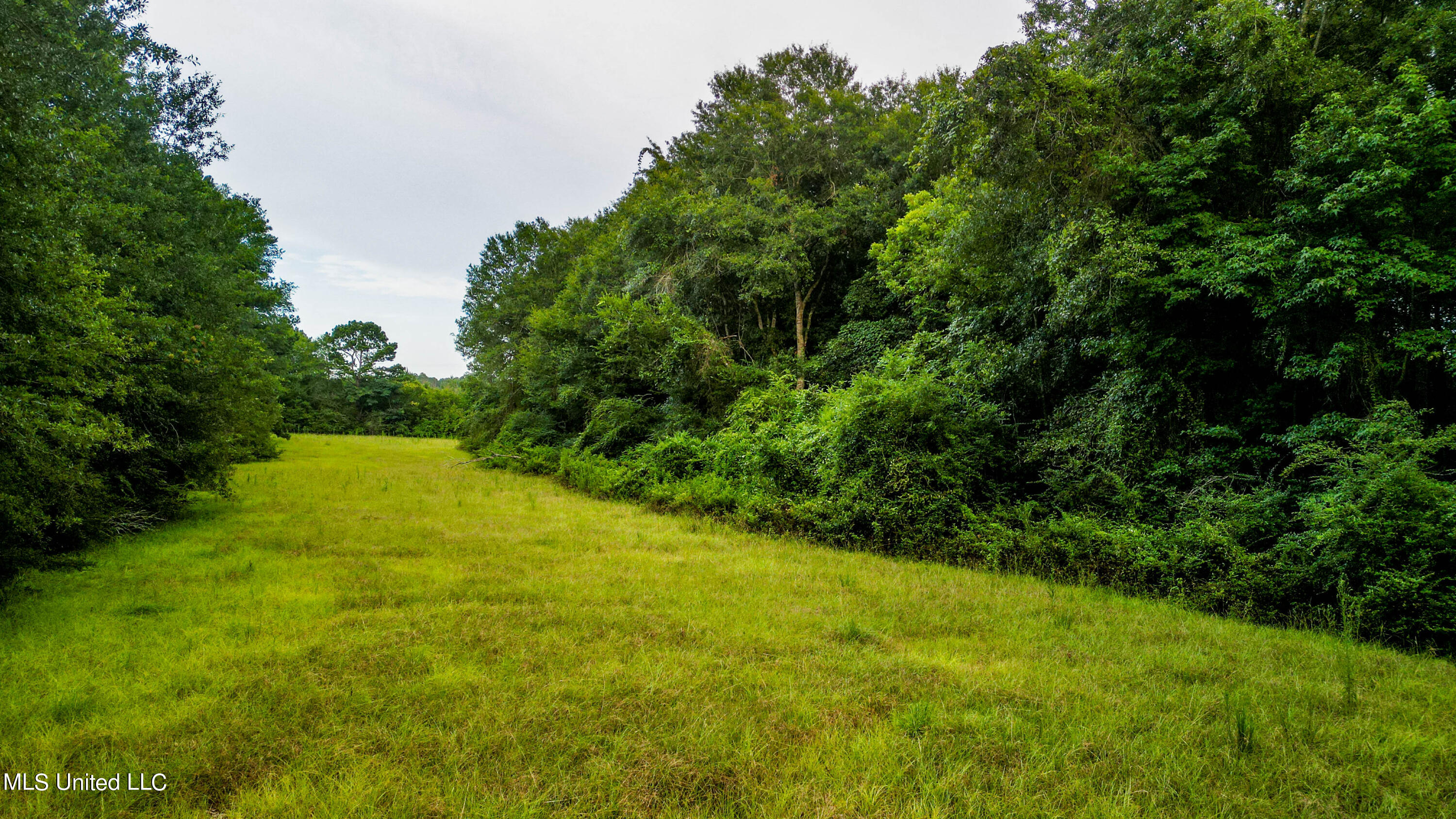 +/- 69 Acres Old Holmesville Road, Tylertown, Mississippi image 8