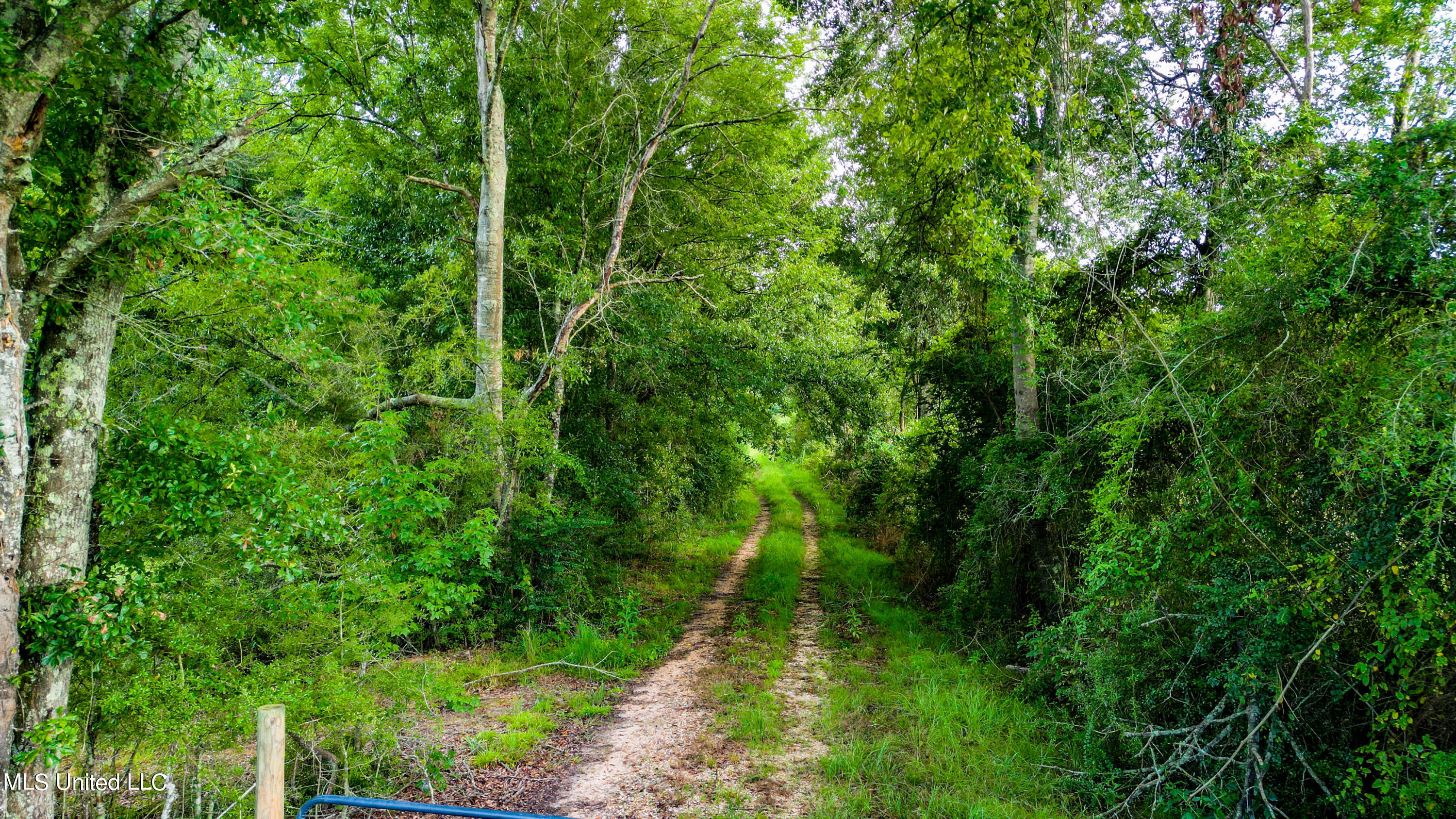 +/- 69 Acres Old Holmesville Road, Tylertown, Mississippi image 5