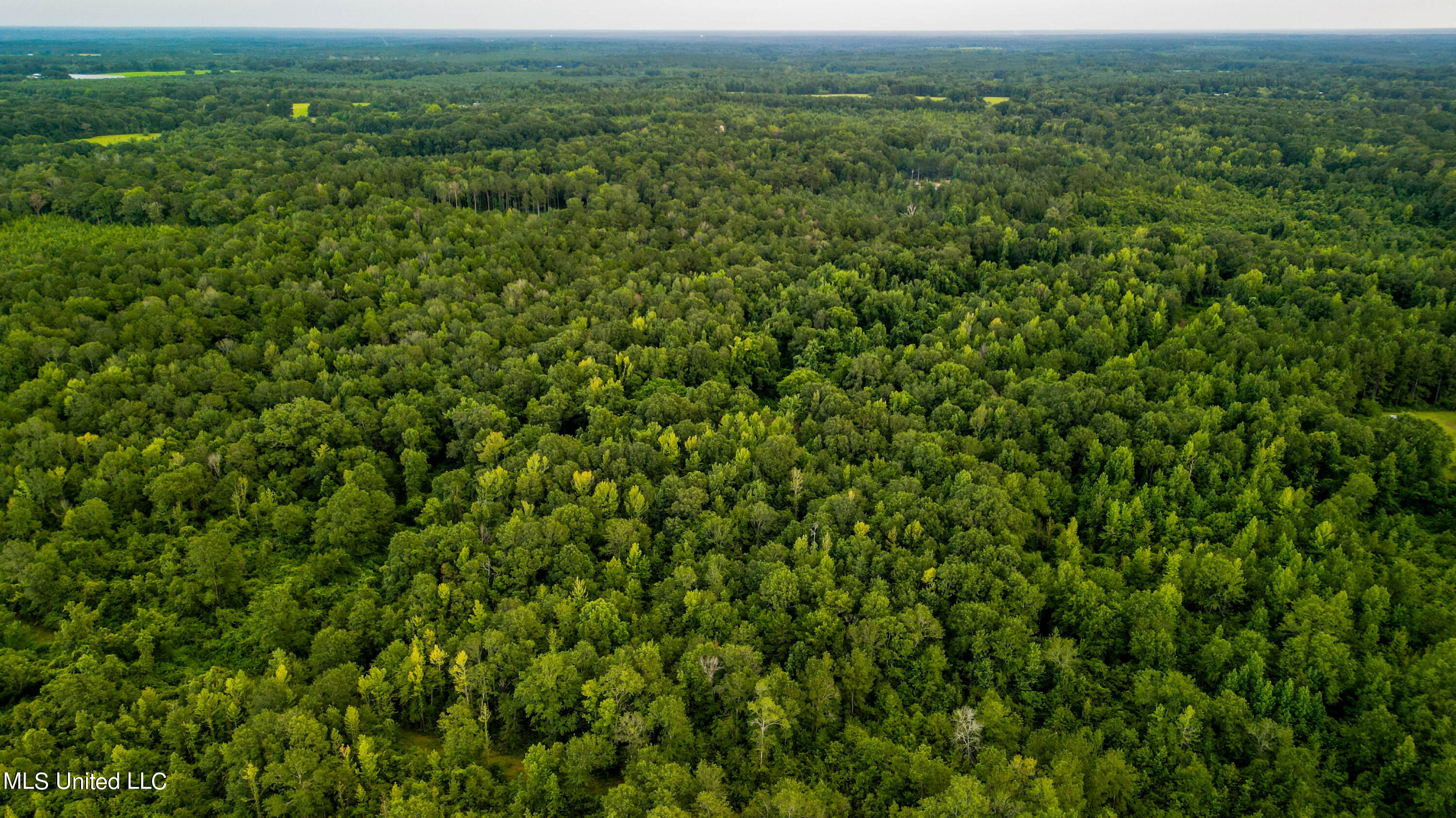 +/- 69 Acres Old Holmesville Road, Tylertown, Mississippi image 23