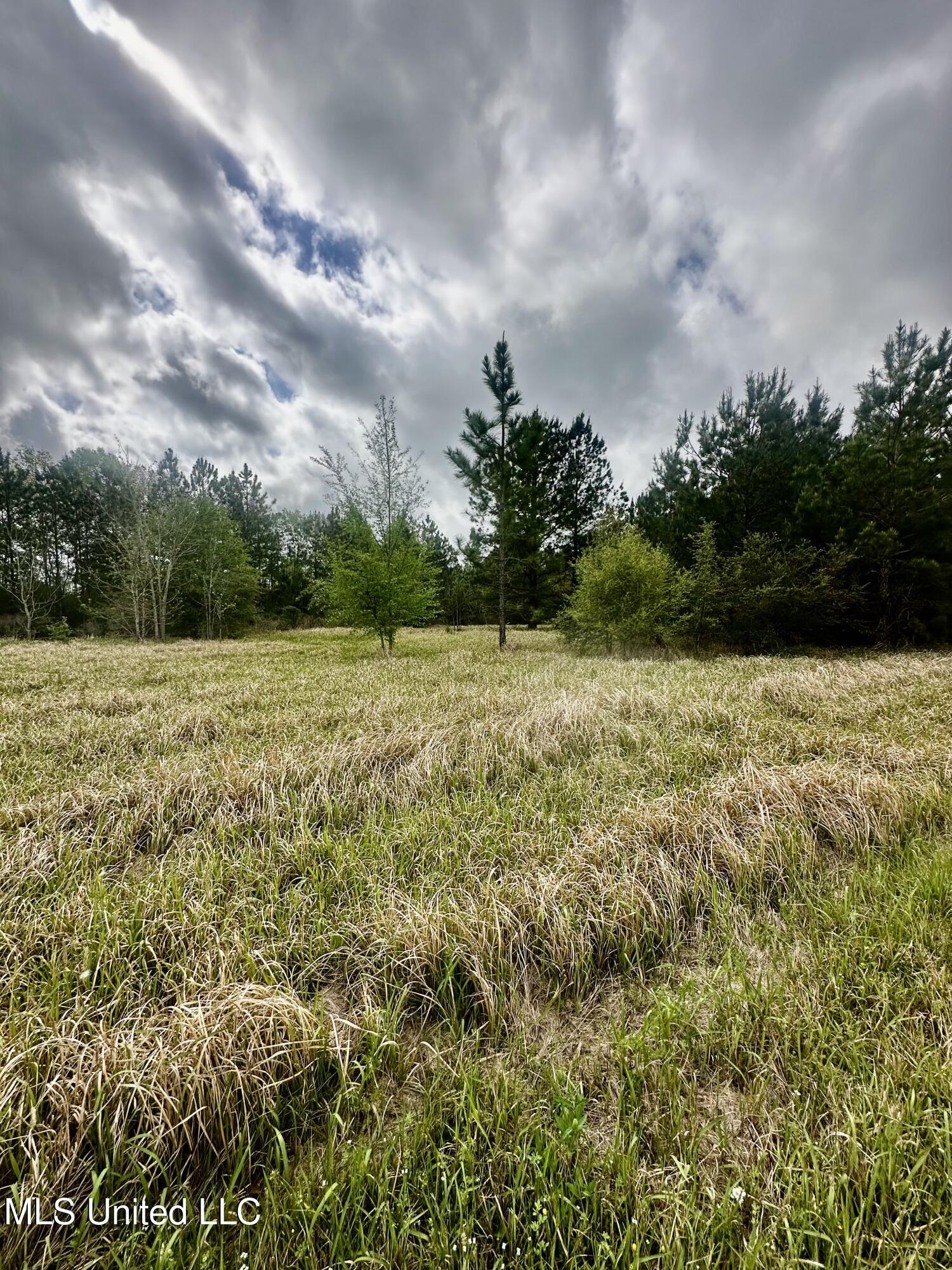 Hwy 613, Lucedale, Mississippi image 4