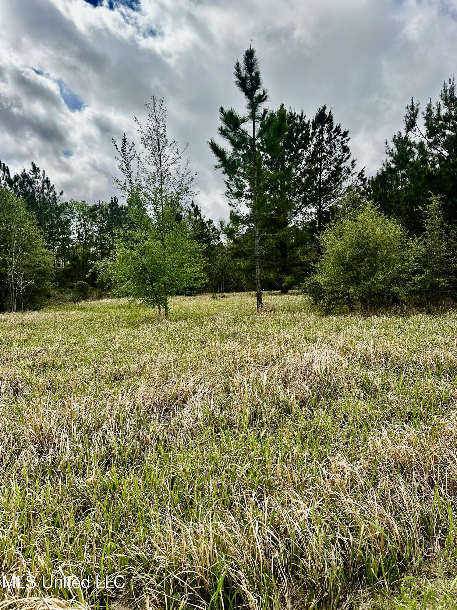 Hwy 613, Lucedale, Mississippi image 1