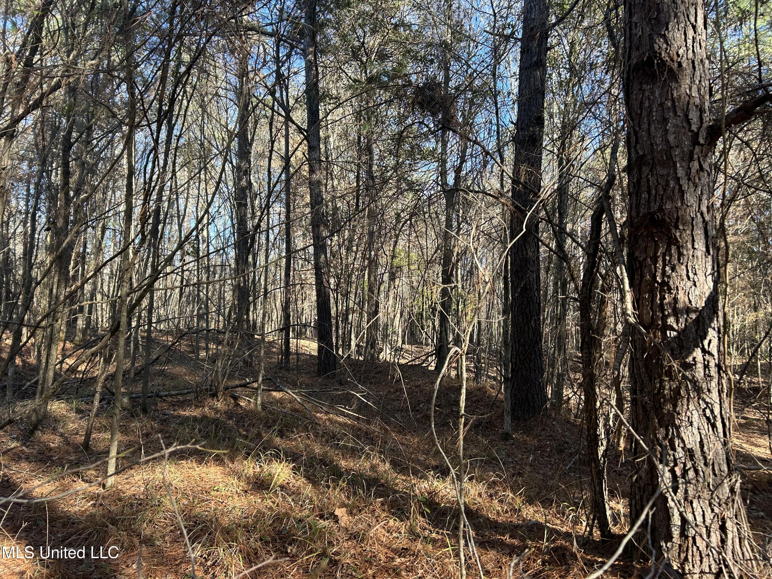 Breeden Road, Utica, Mississippi image 6