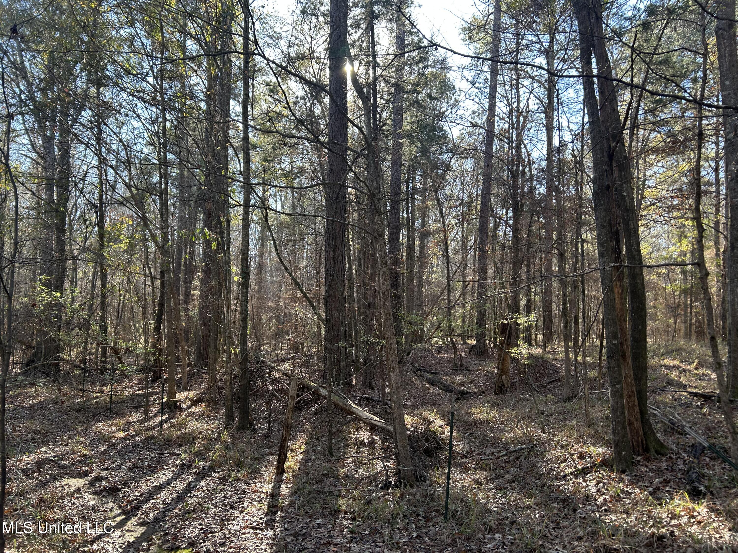 Breeden Road, Utica, Mississippi image 3