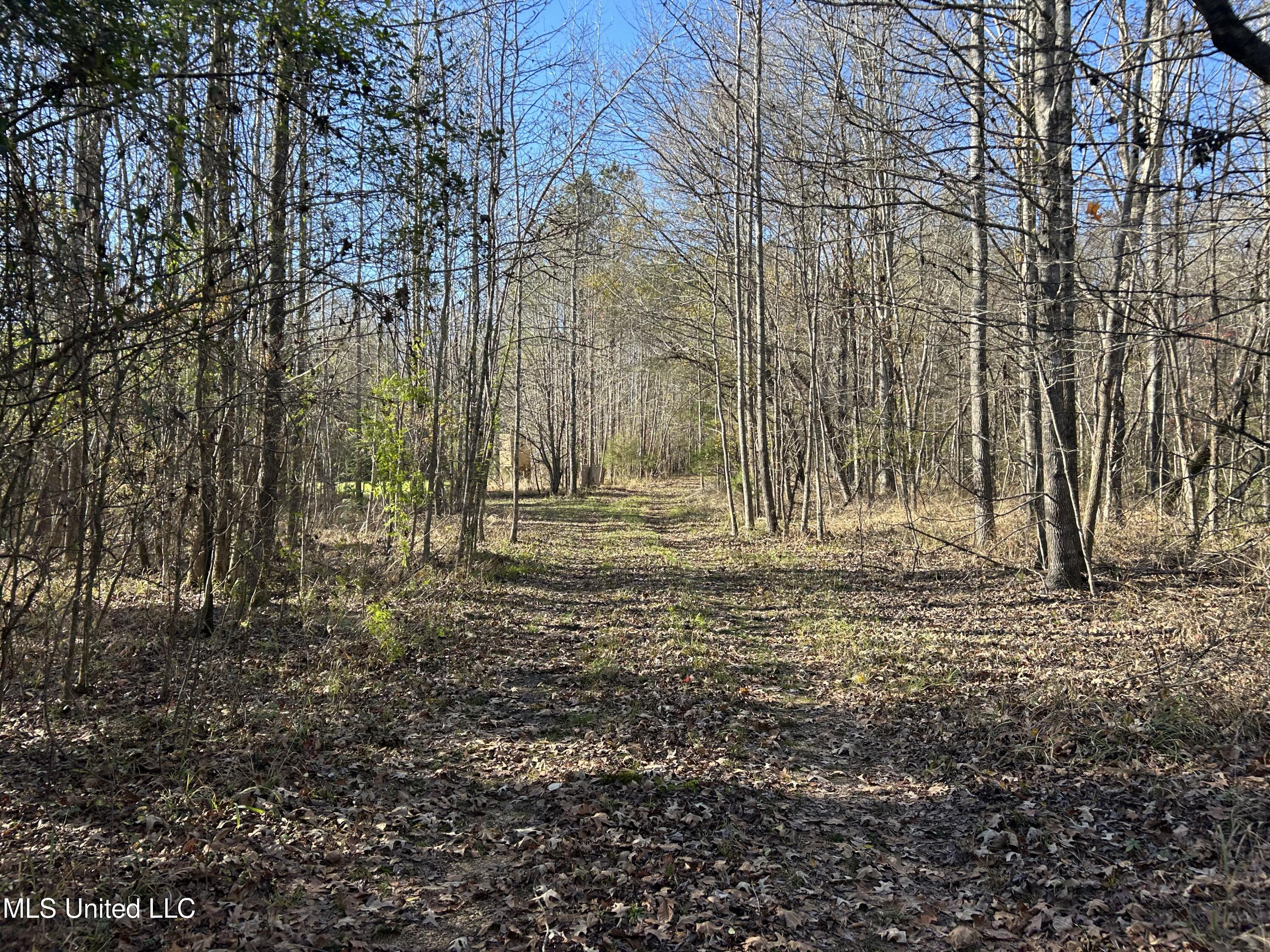 Breeden Road, Utica, Mississippi image 8