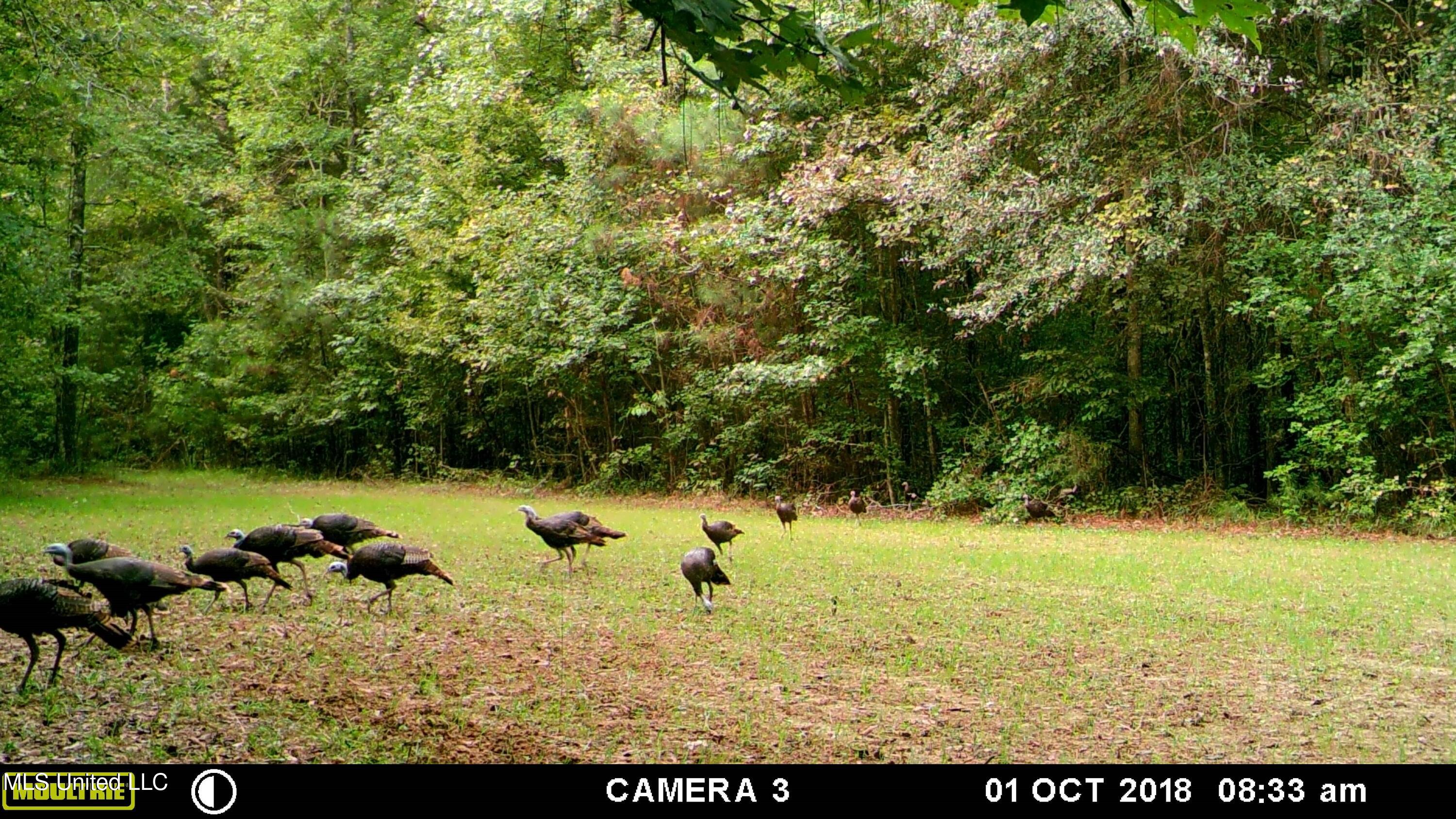 Breeden Road, Utica, Mississippi image 14