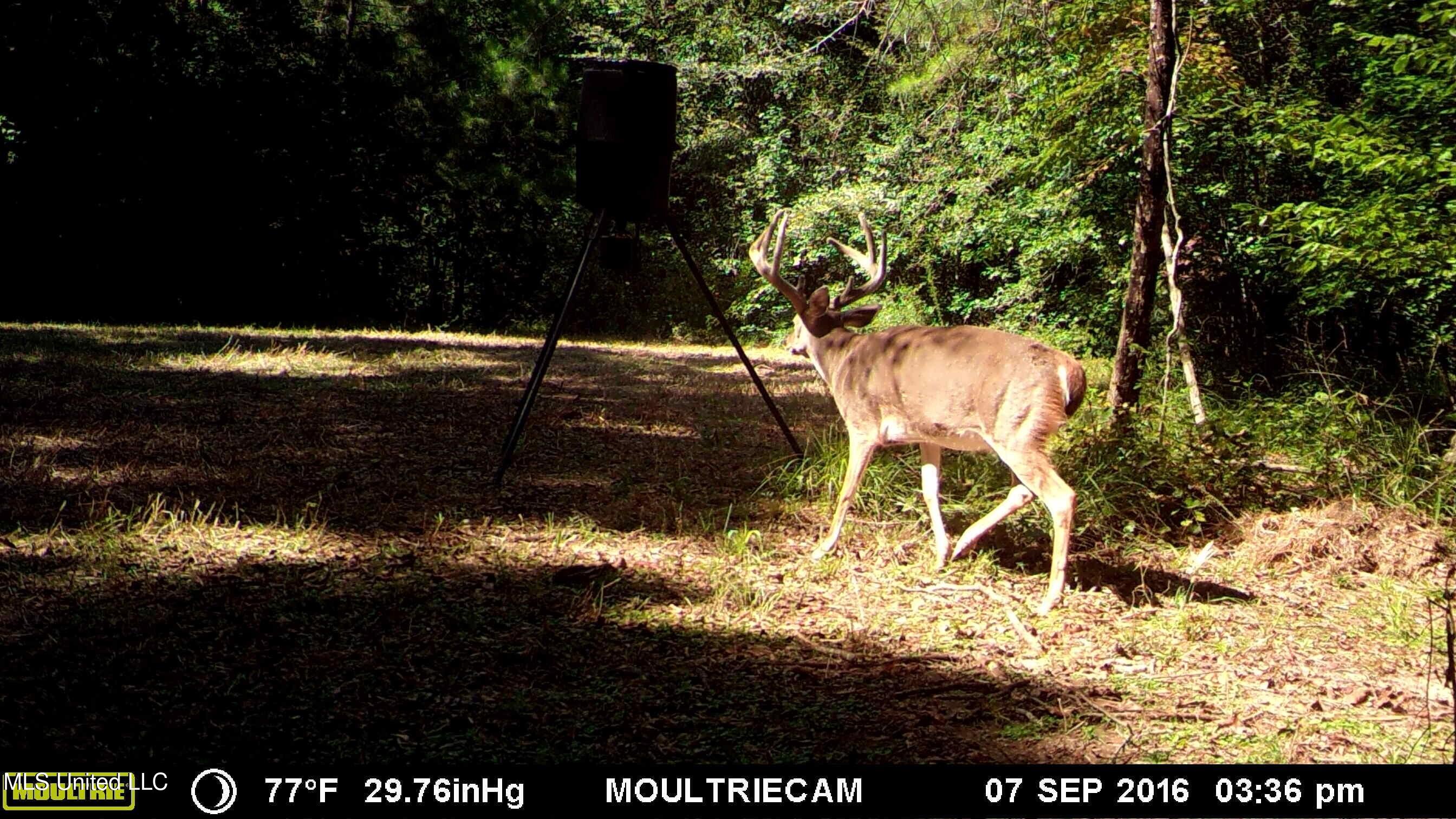 Breeden Road, Utica, Mississippi image 21