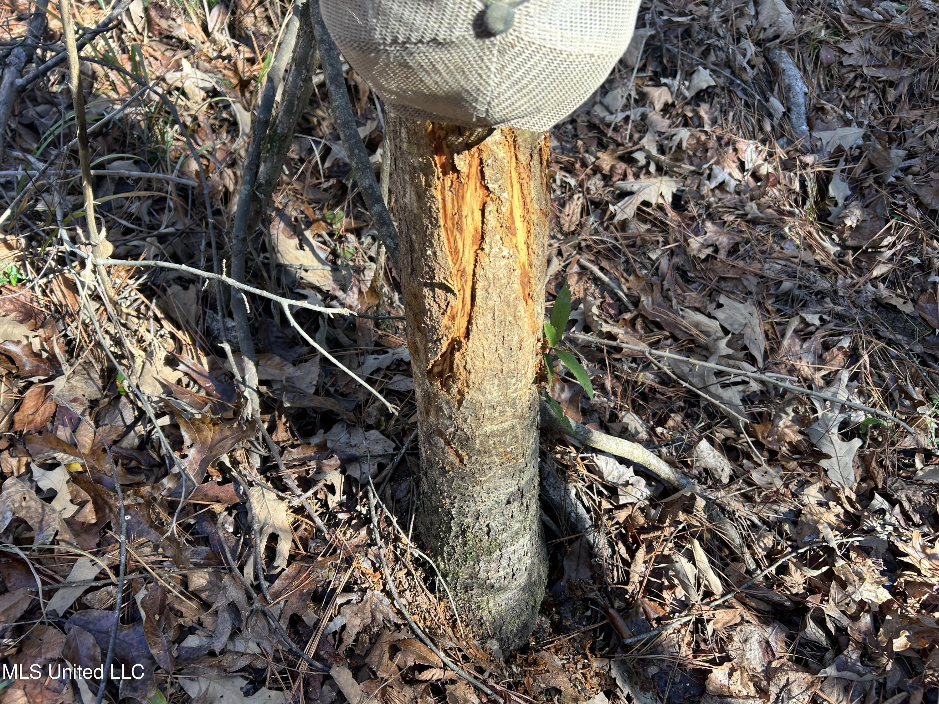 Breeden Road, Utica, Mississippi image 36