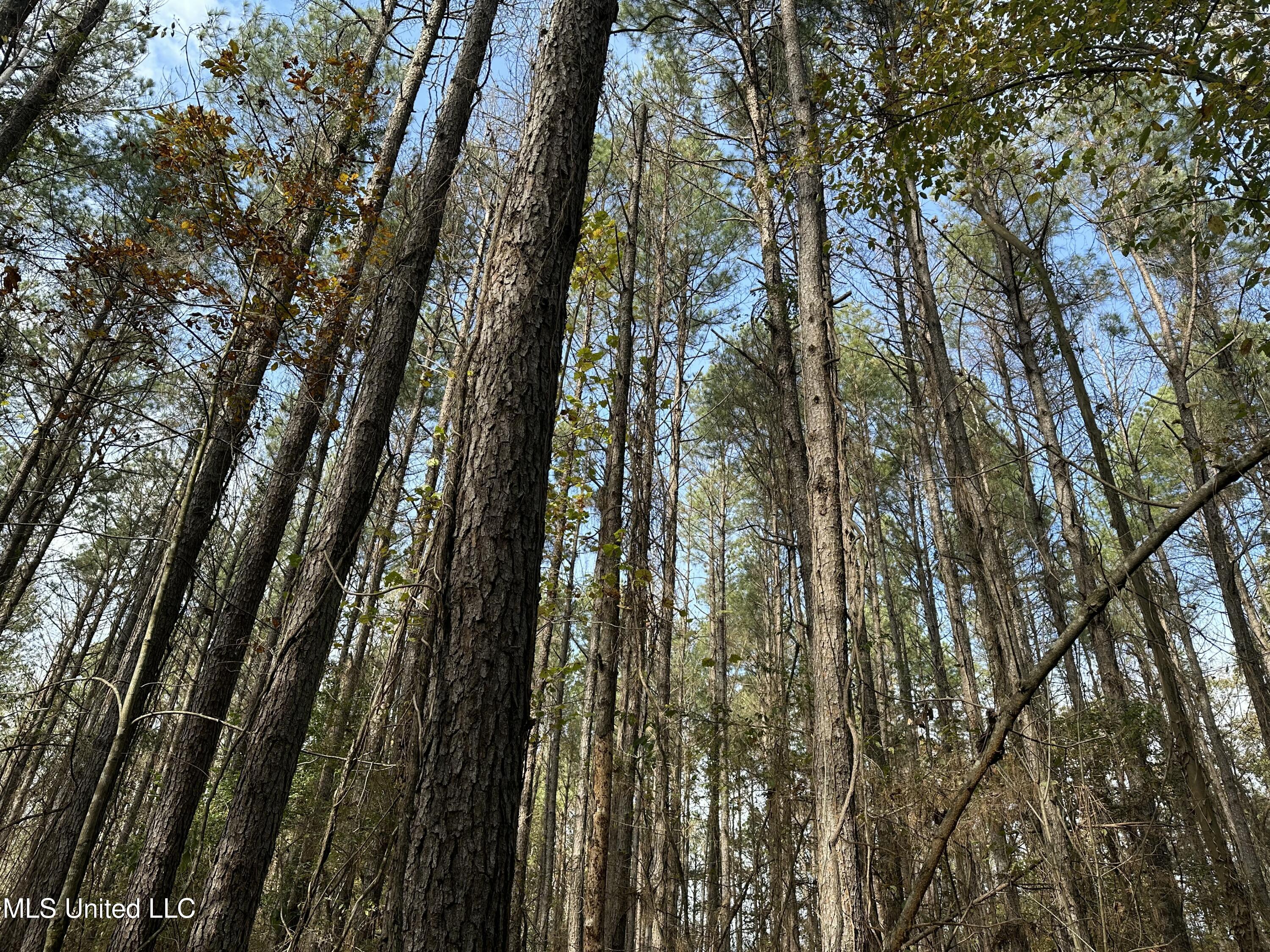 W County Line Road, Jackson, Mississippi image 11