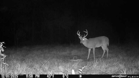 Vacant Land For Sale - 2738 County Farm Road A D<br/> Amite County, Liberty, MS 39645