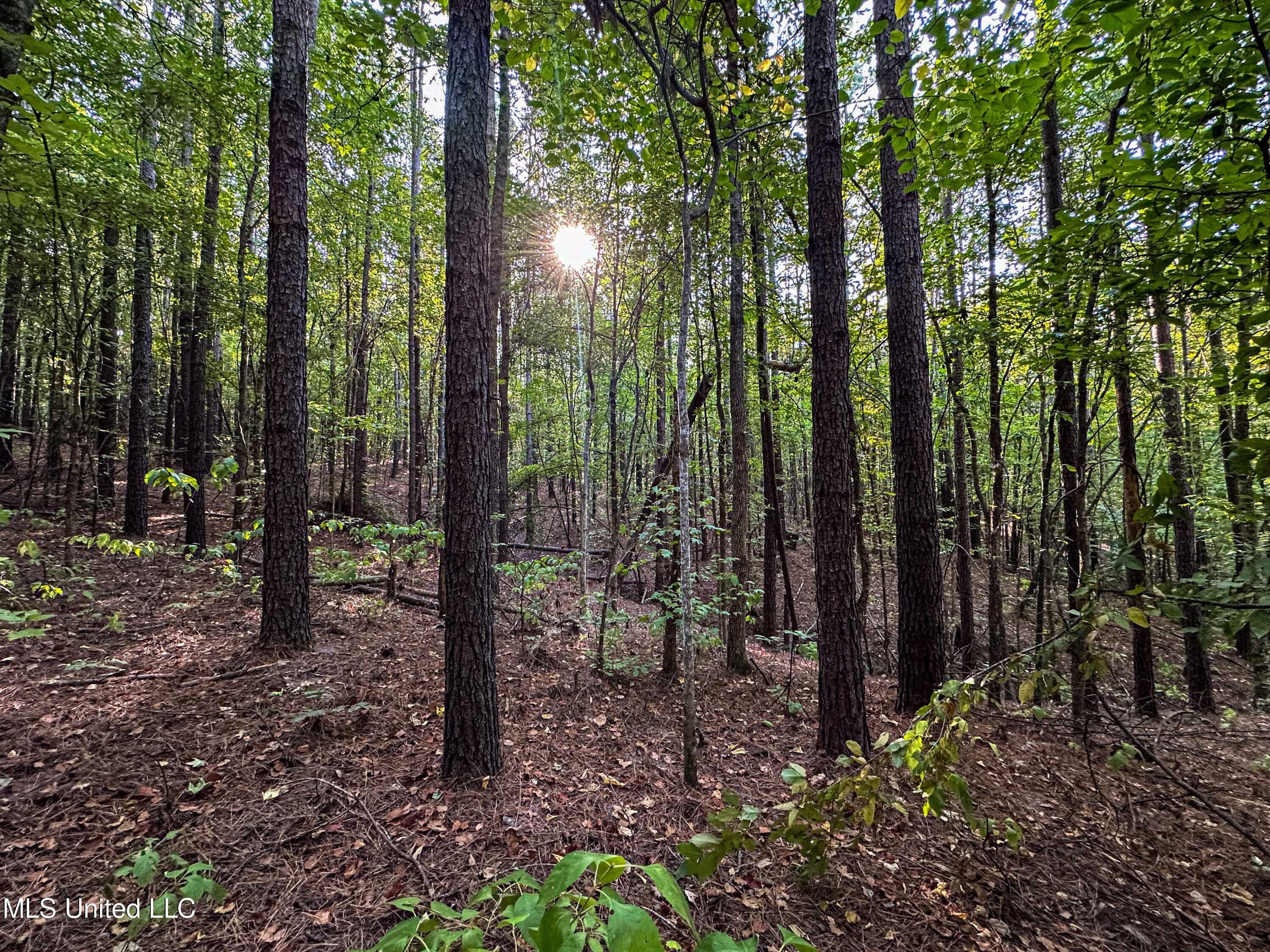 Hendrix Road, Coffeeville, Mississippi image 32