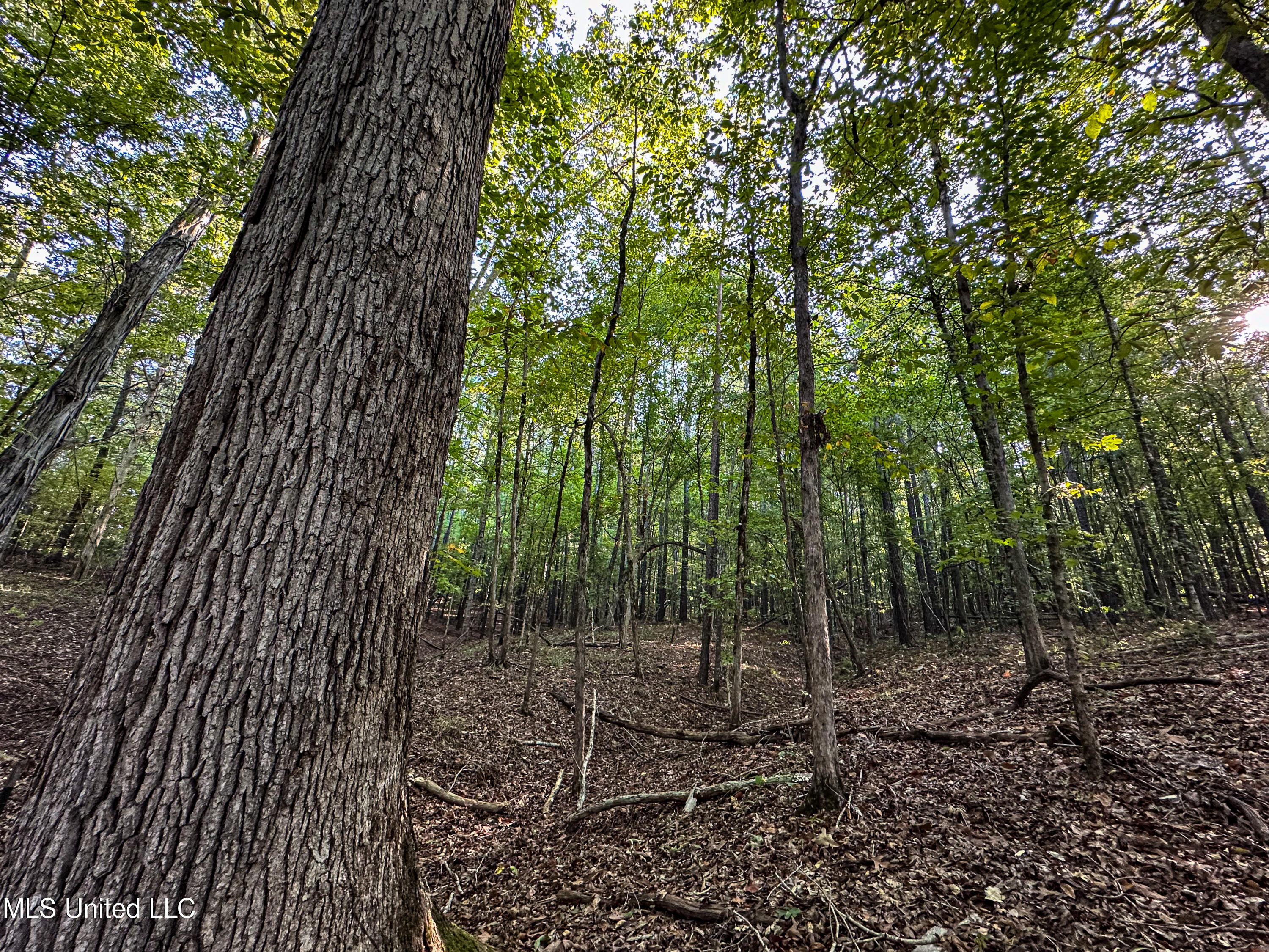 Hendrix Road, Coffeeville, Mississippi image 3