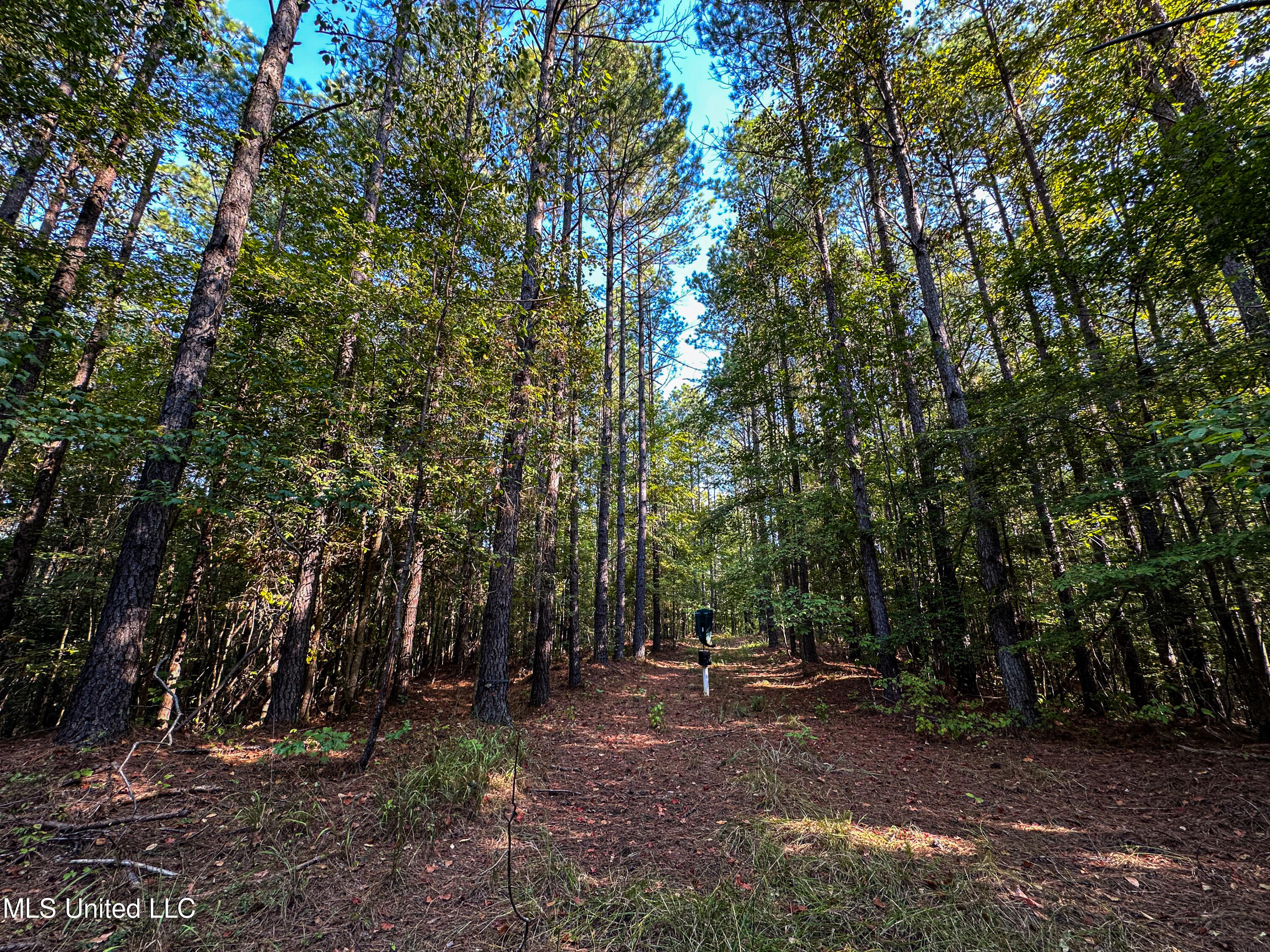 Hendrix Road, Coffeeville, Mississippi image 40