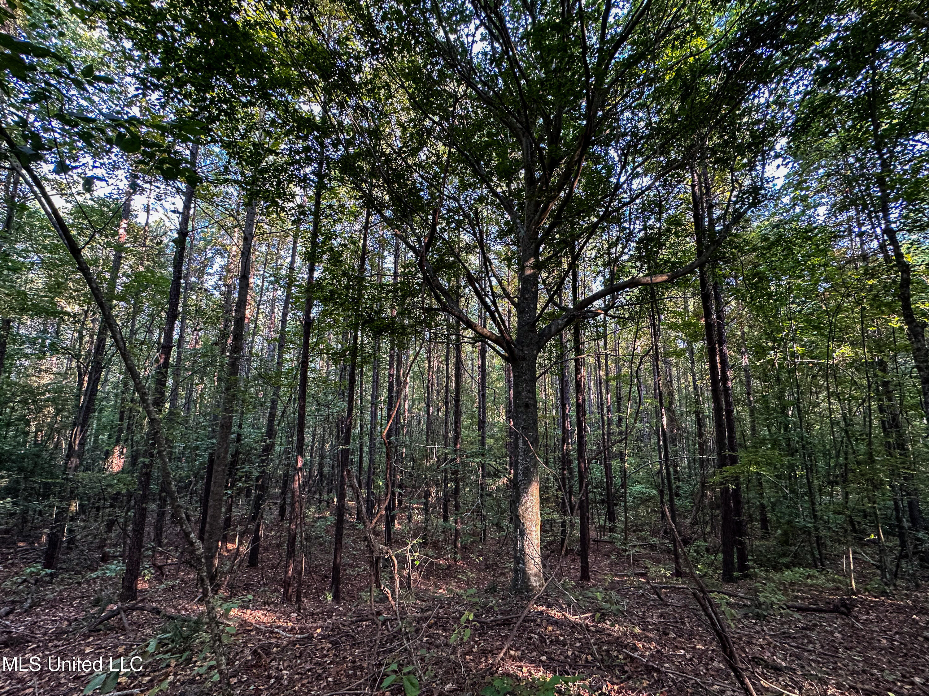 Hendrix Road, Coffeeville, Mississippi image 18